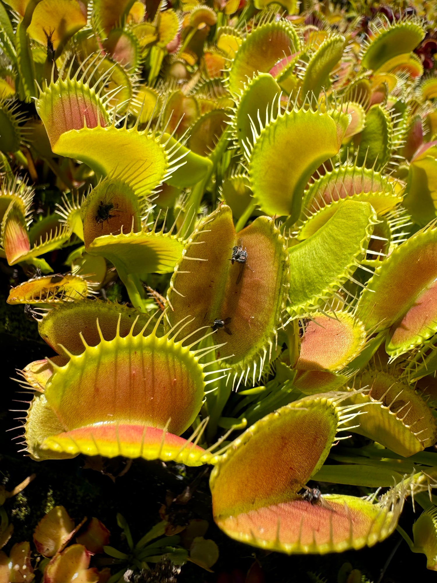 Dionaea m. 'King Henry' Potted