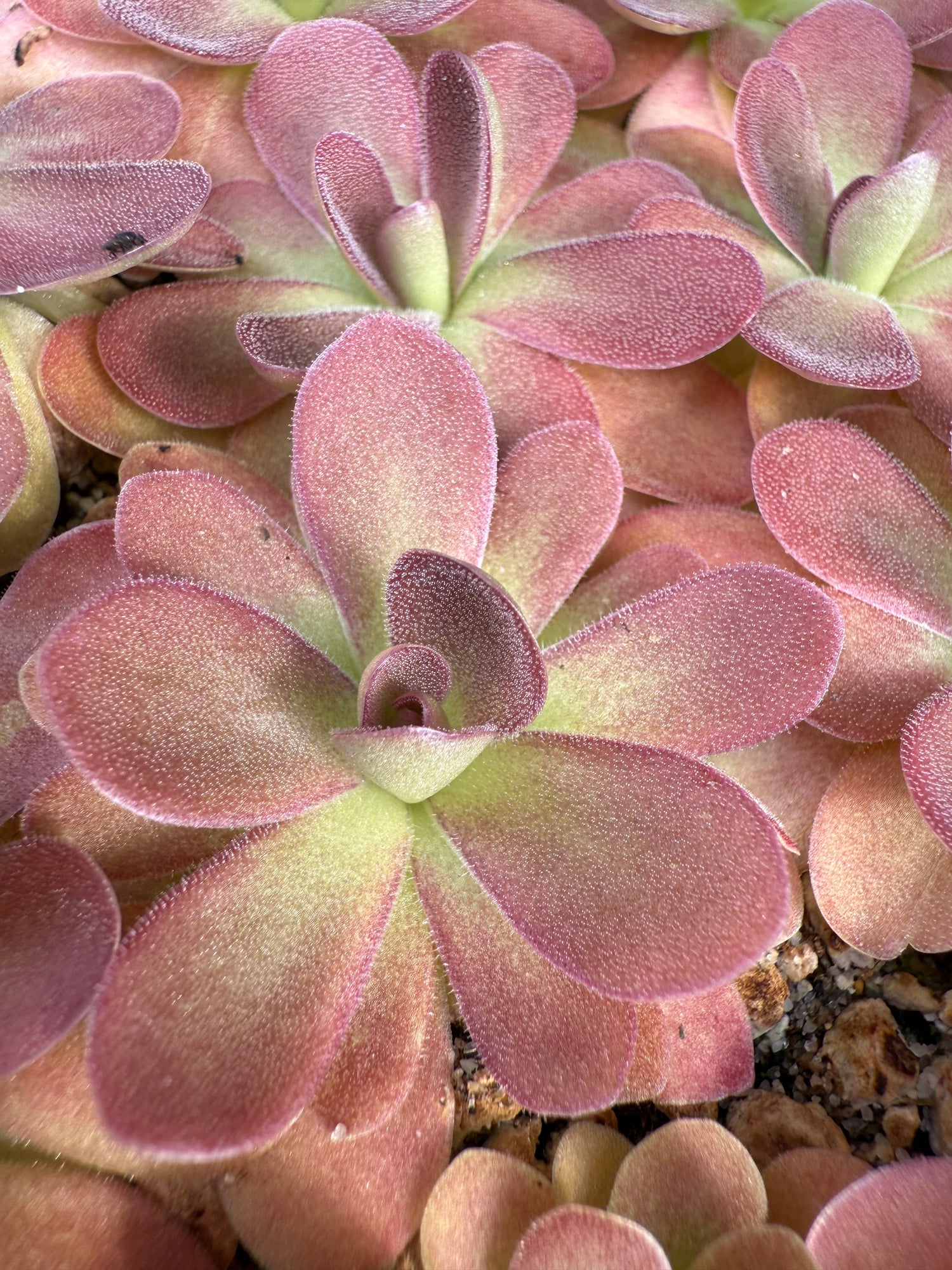 Pinguicula x ‘Johanna’ BARE ROOT