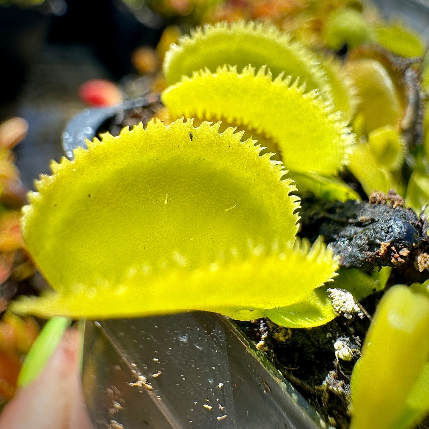 Dionaea m. “Green Sawtooth” JH Potted