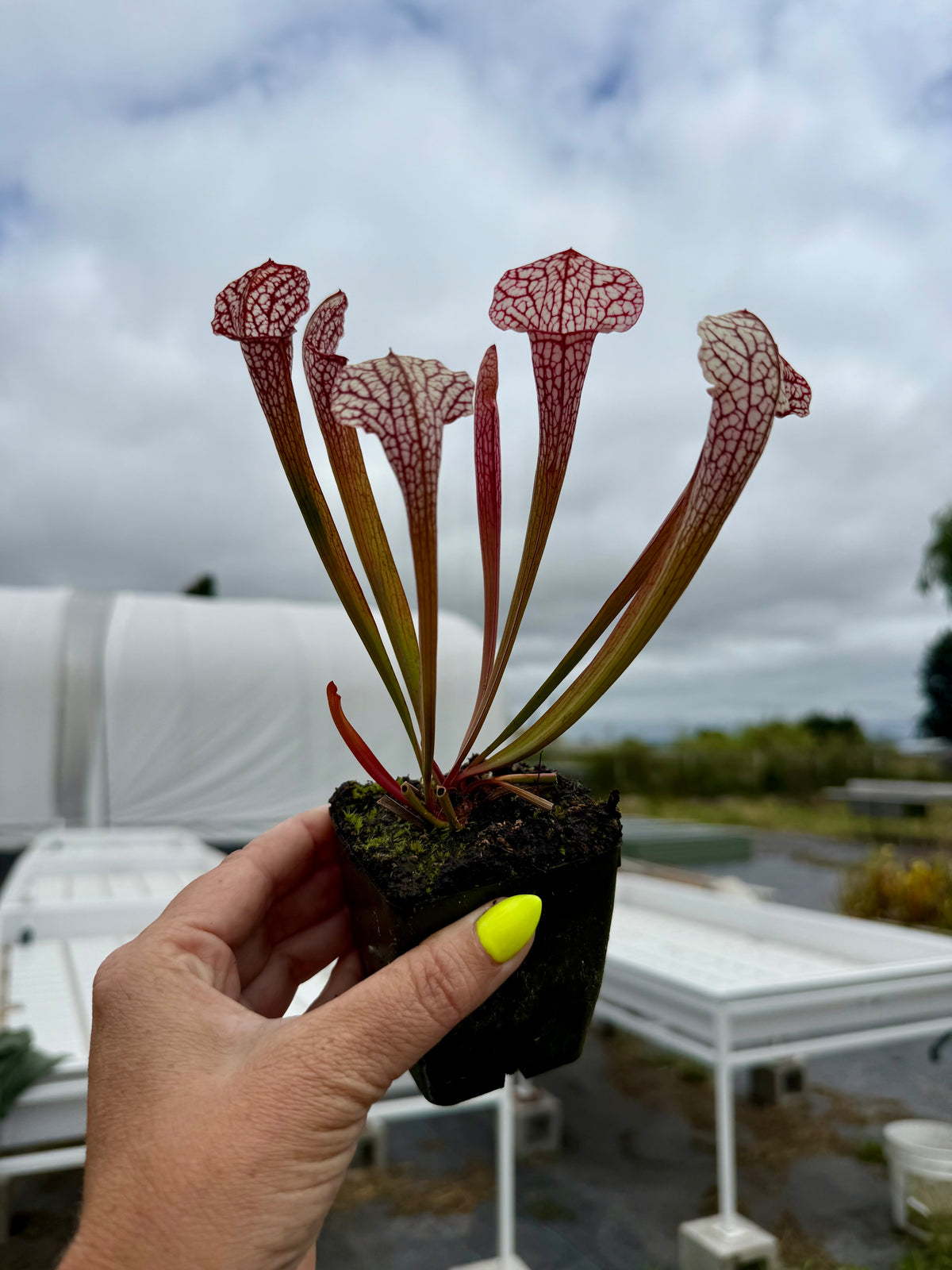 Sarracenia x ‘Willow Creek’  RC Potted
