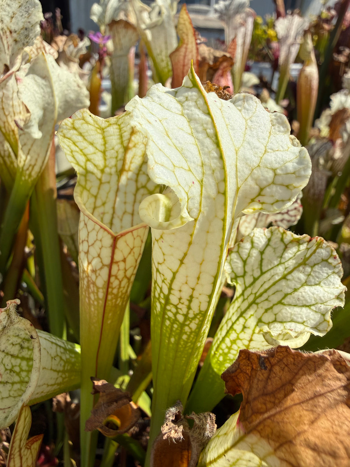 Sarracenia leucophylla var alba seed-grown Potted