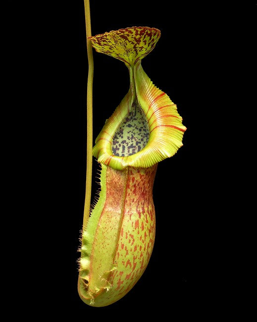 Nepenthes spathulata x ( burbidgeae x edwardsiana ) Potted