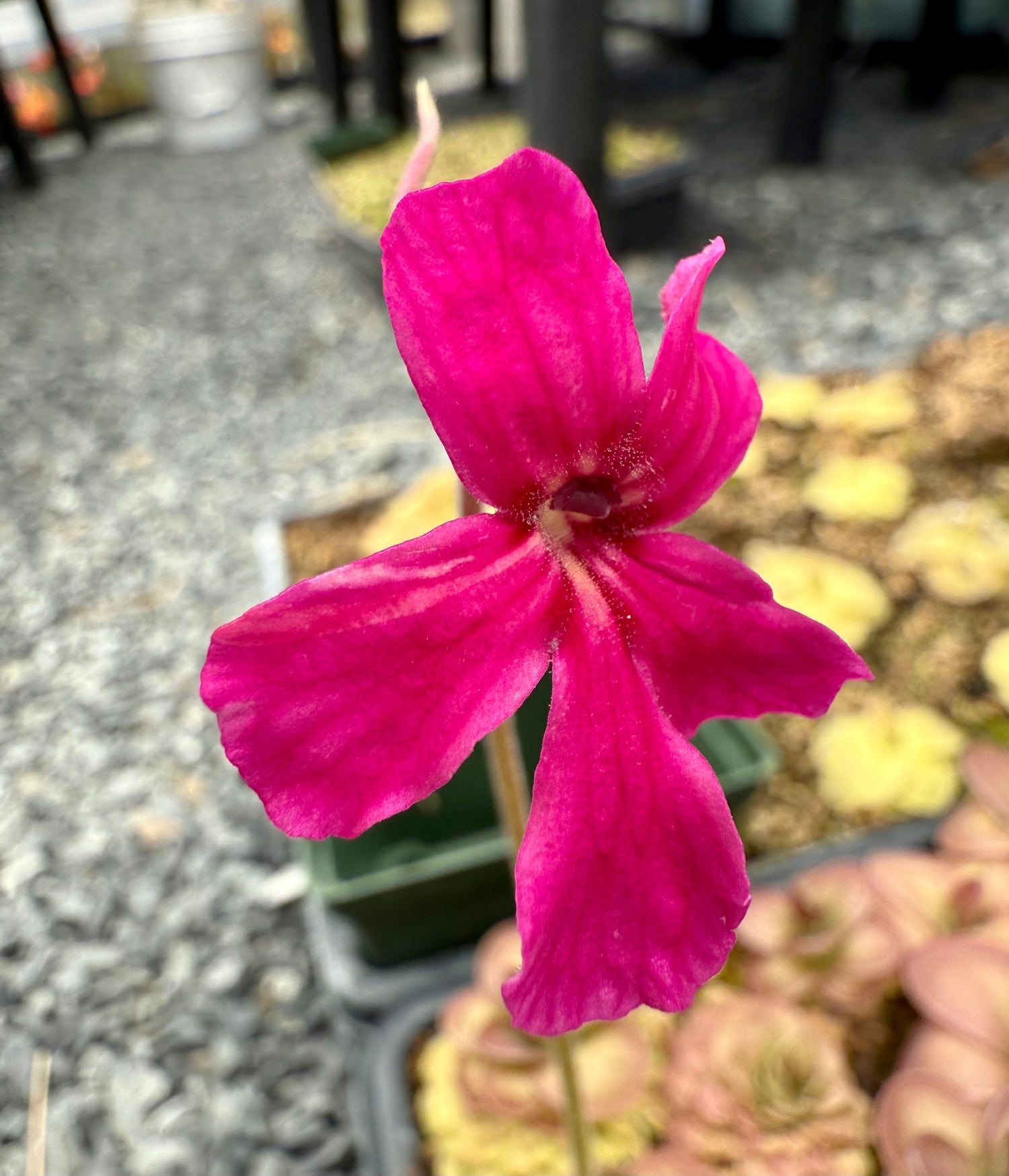 Pinguicula x “Pink Eye” BARE ROOT
