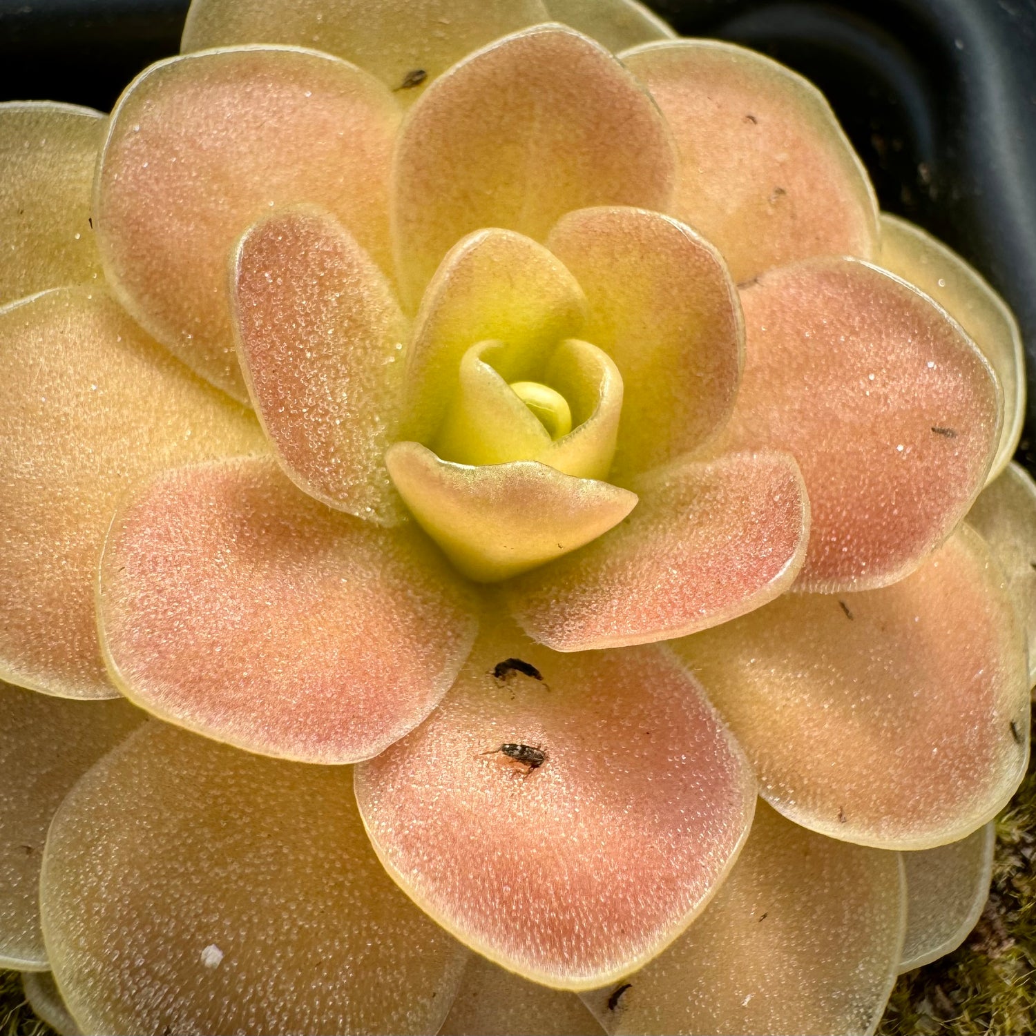 Pinguicula x “Moonshine” BARE ROOT