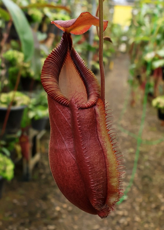 Nepenthes spathulata x diabolica Potted
