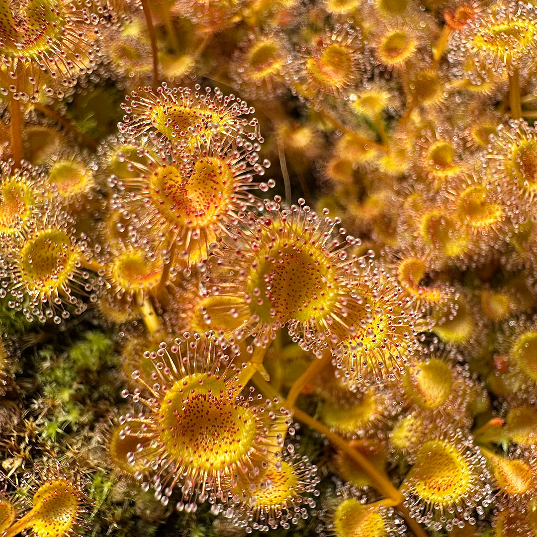 Drosera rupicola “Orange” Potted