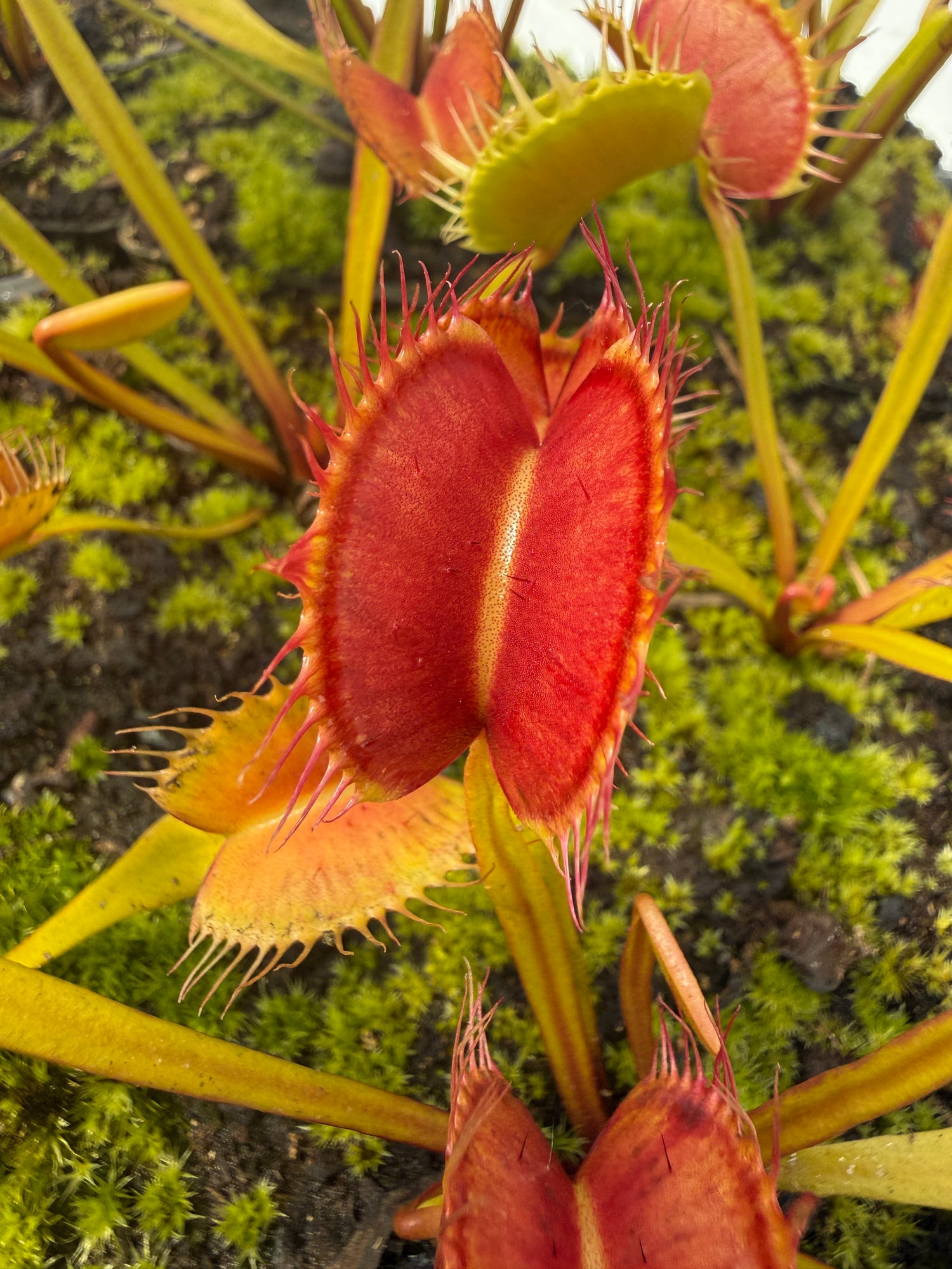 Dionaea m. “Giant I3” JH Potted