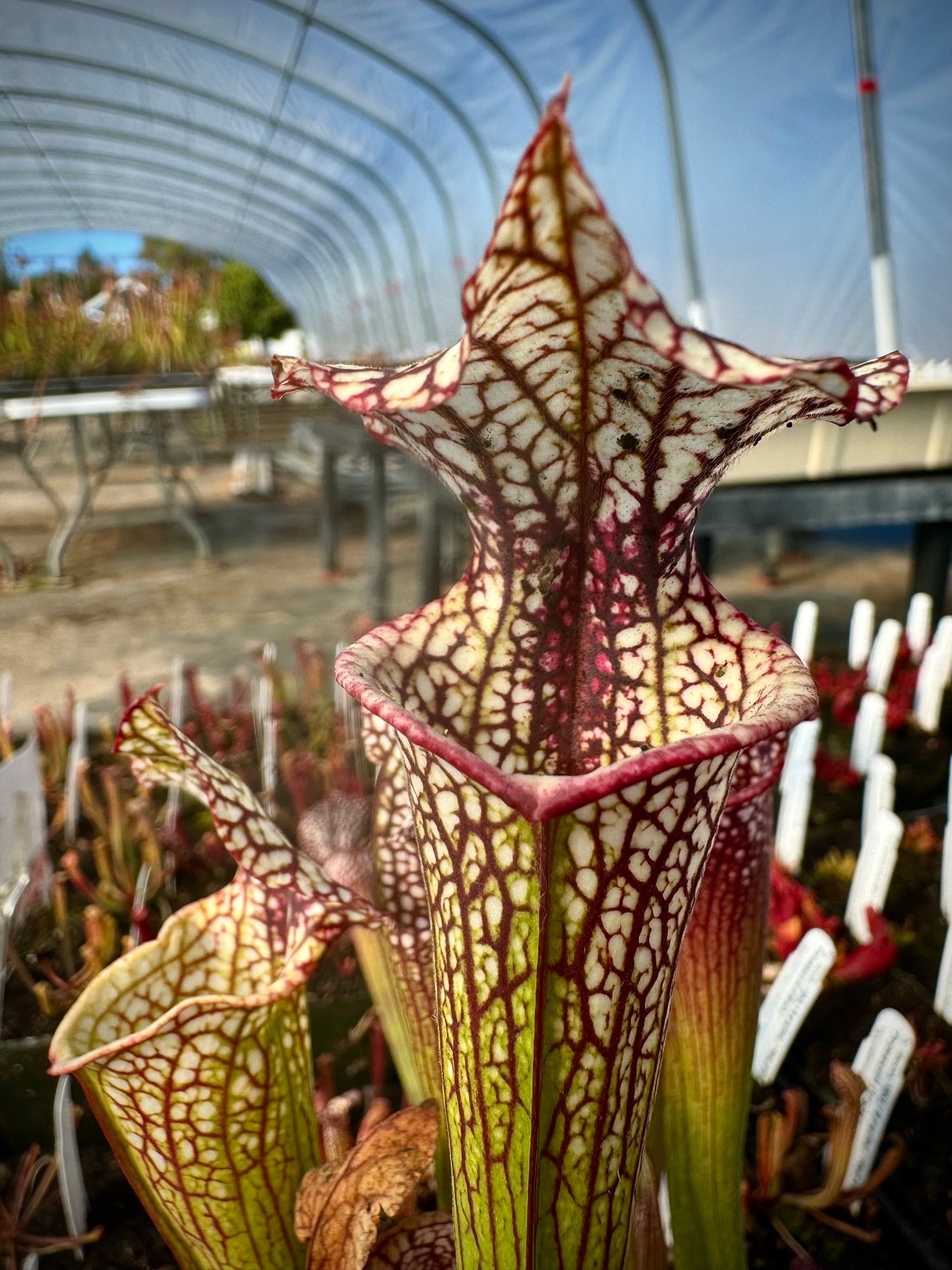 Sarracenia “OBH97” x ( x ‘Atlas’ ) Potted