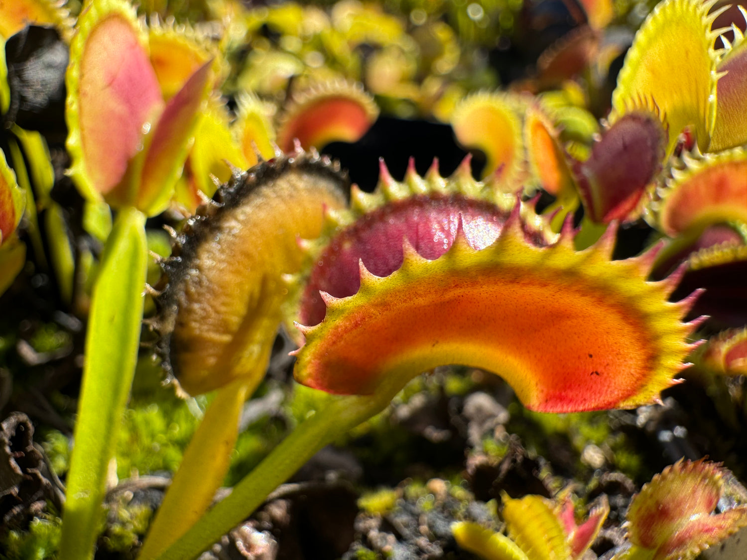 Dionaea m. 'Shogun Star' JH Potted