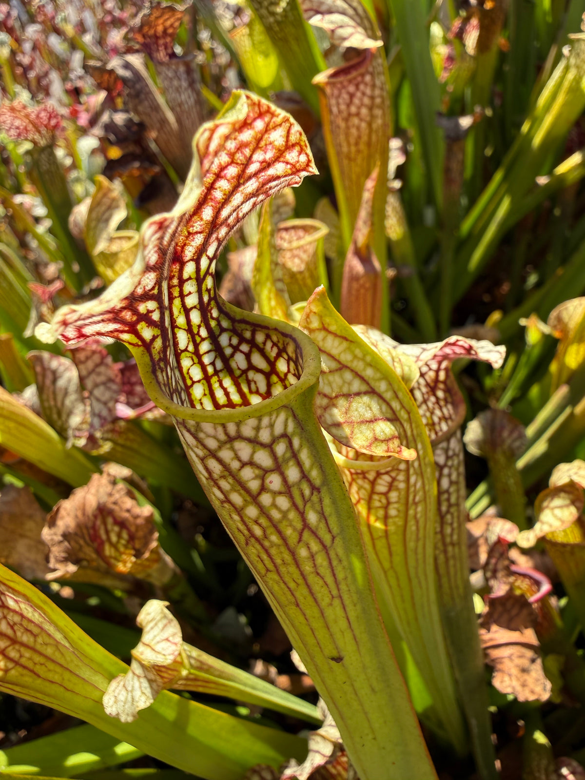 Sarracenia leucophylla HCW “Clone E” x alata “Black Tube Stone Co, MS, CO Select” Potted
