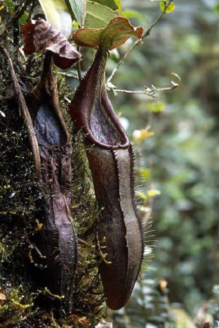 Nepenthes izumiae “Gng Lusung” Potted