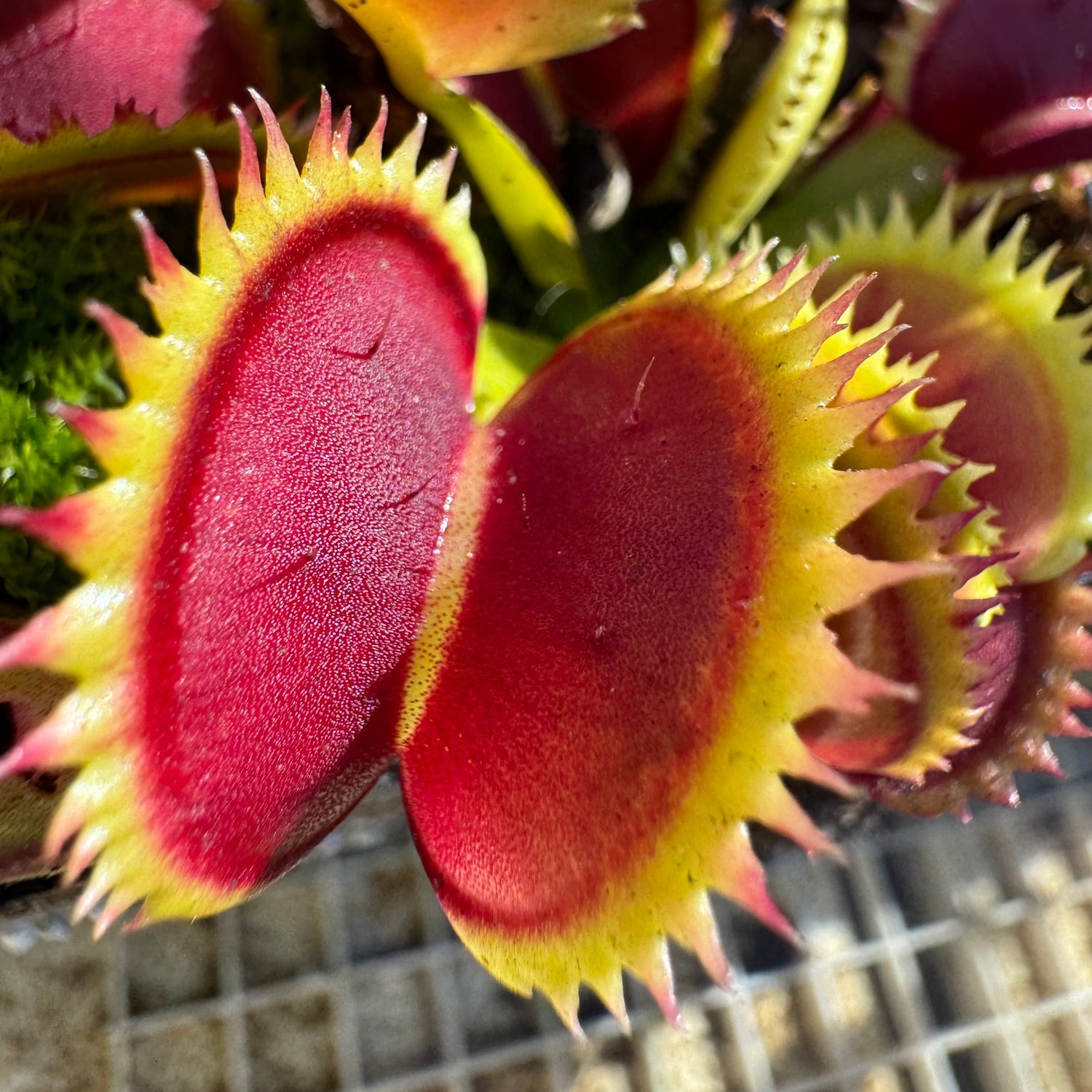 Dionaea m. ‘UK Sawtooth' Potted
