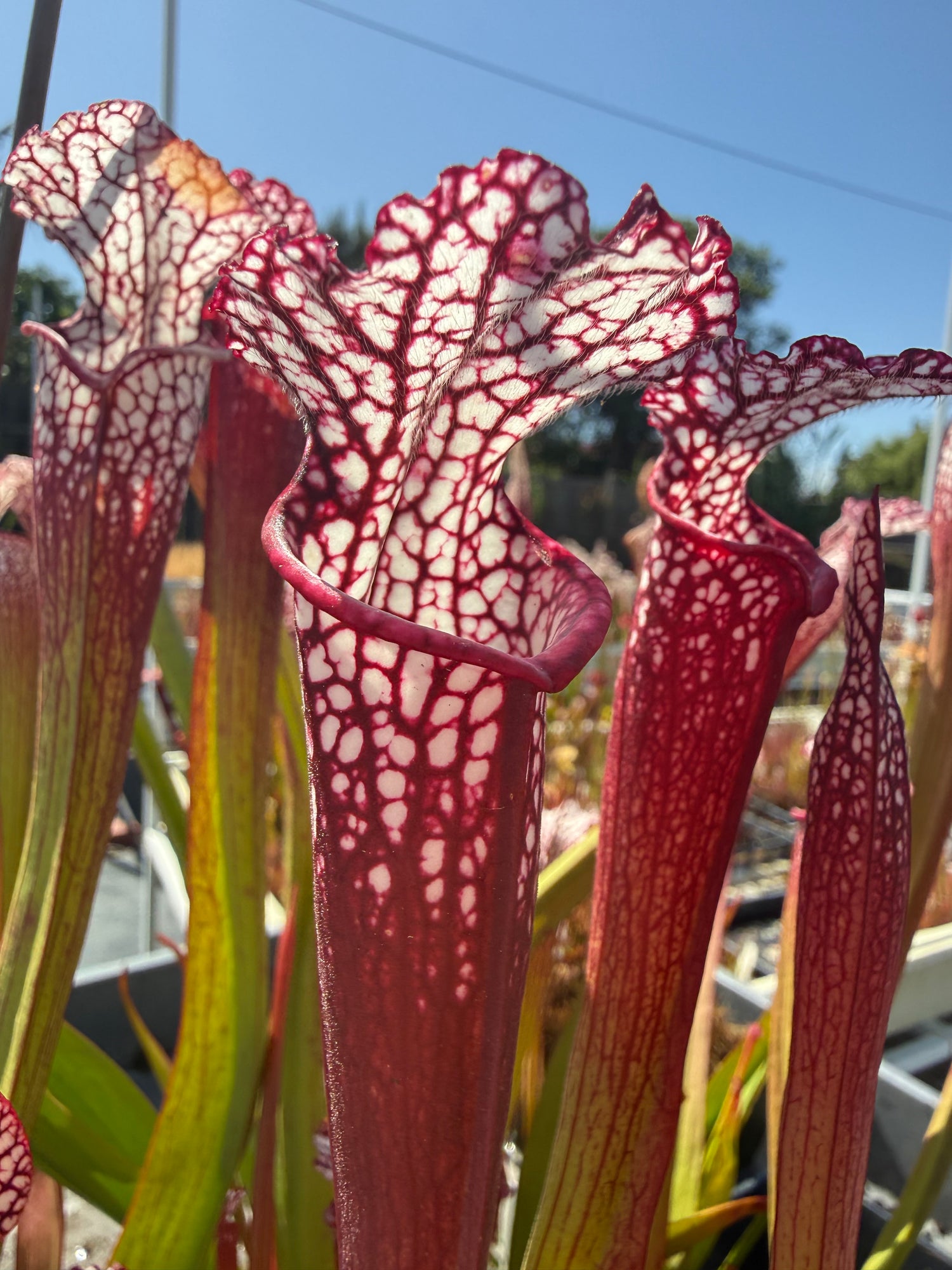 Sarracenia leucophylla Baldwin Co. “Puffy Cheeks” x leuc. ‘Calen’s Super’ Potted