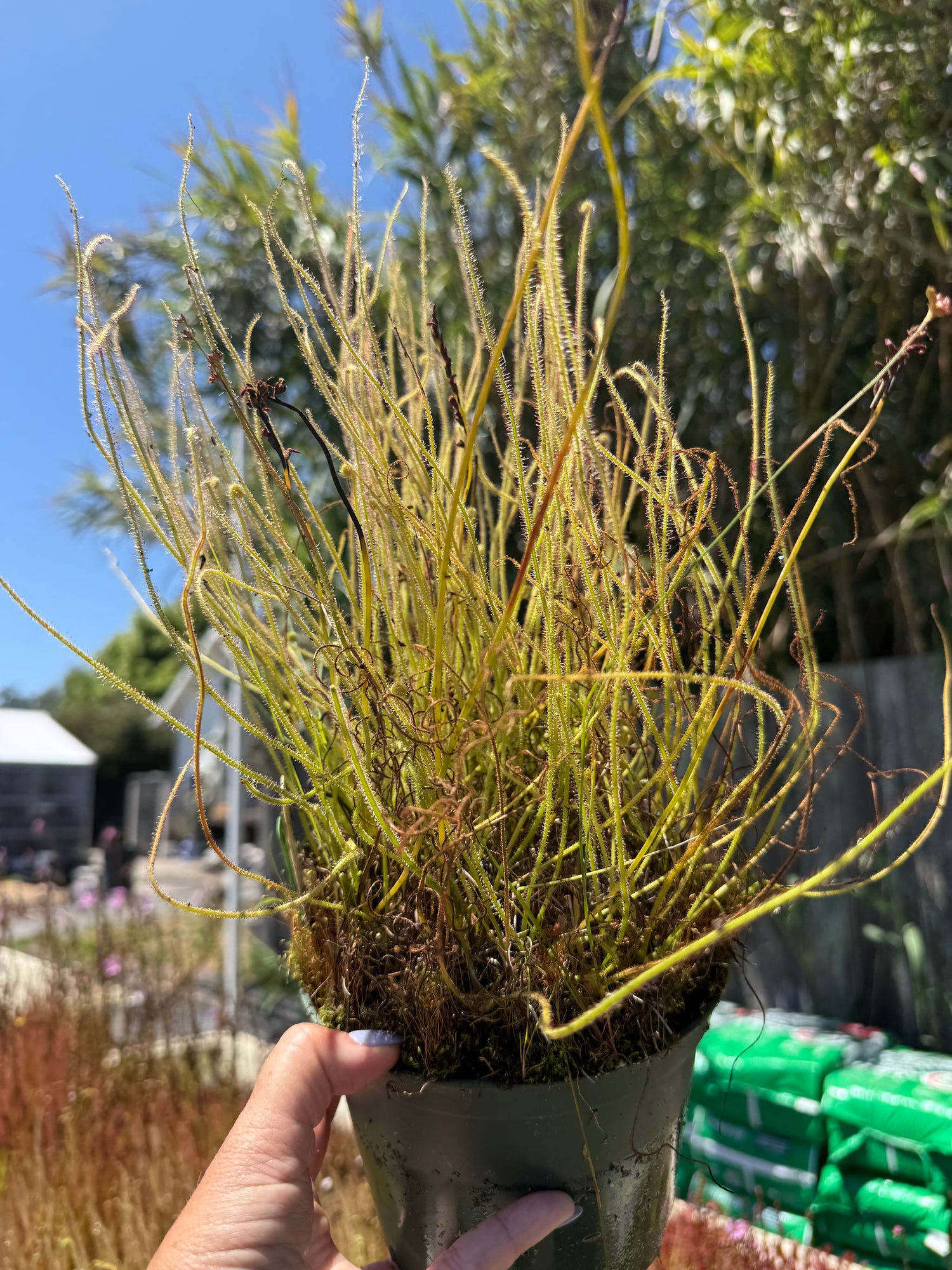 Drosera filiformis 'Carolina Giant' Potted