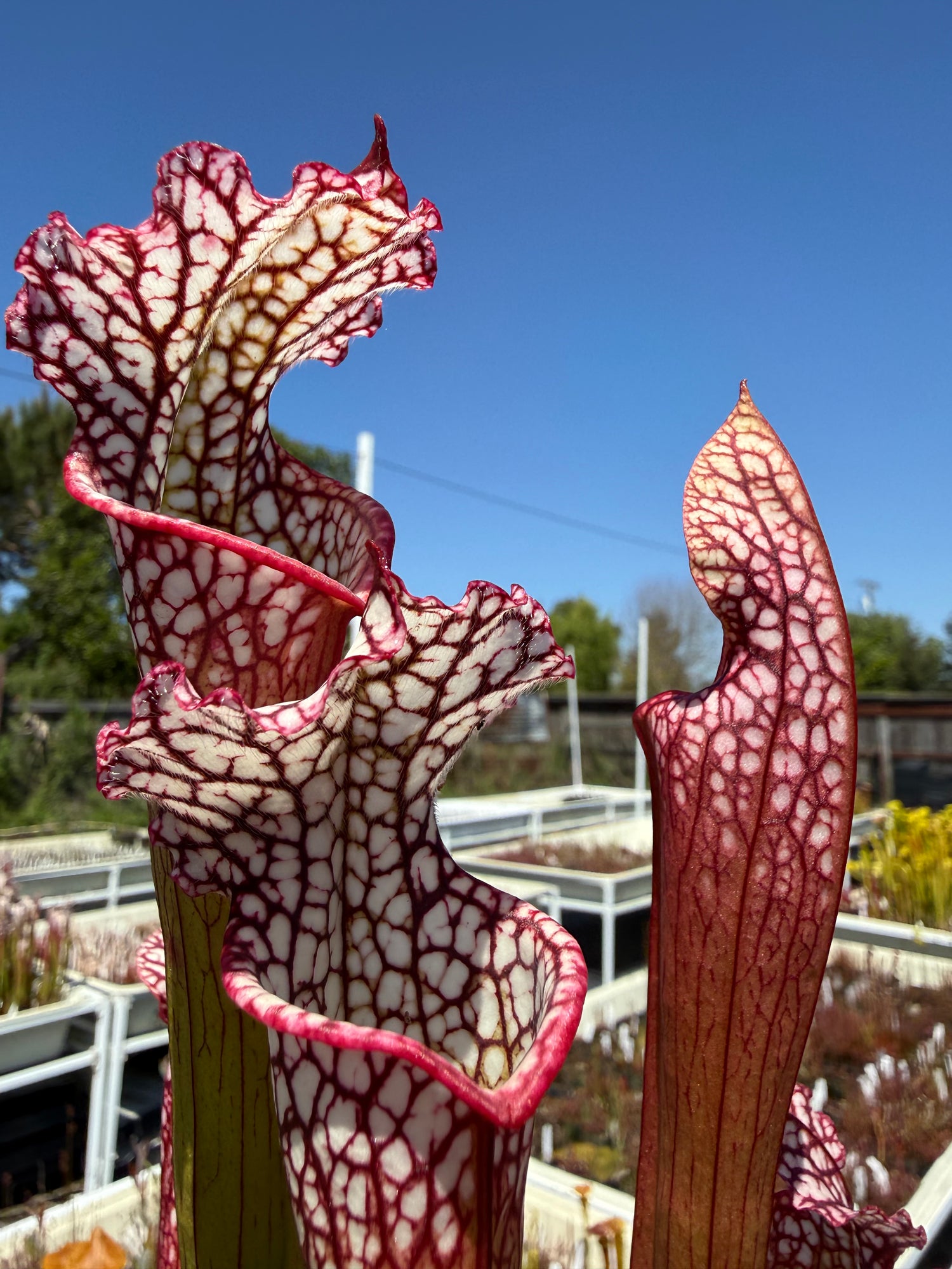 Sarracenia ( ‘Dana’s Delight’ ) x ( ‘Saurus’ ) Potted
