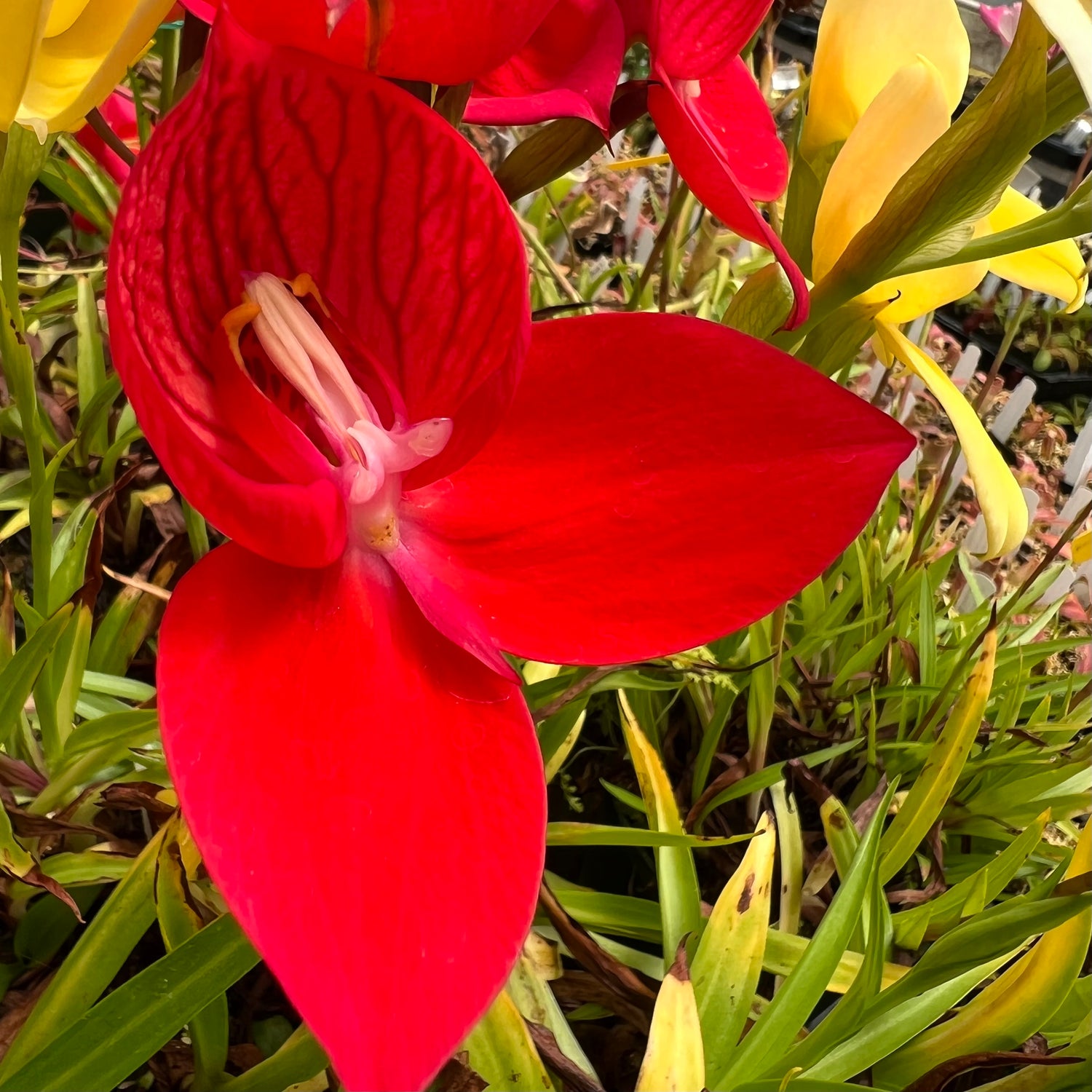 Disa Unifoam Potted
