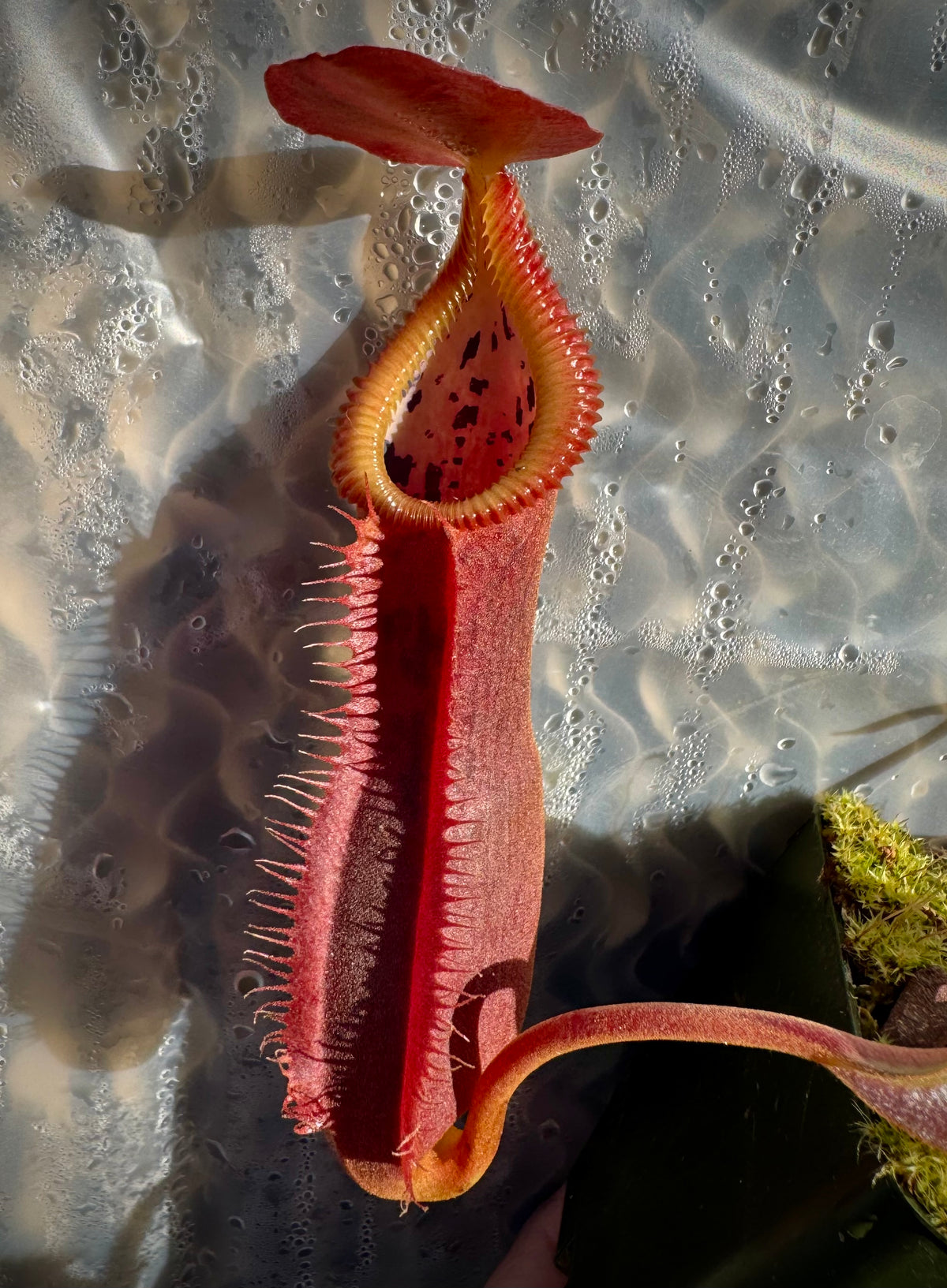 Nepenthes spathulata x edwardsiana “Giant” CalCarn Seed-Grown Potted