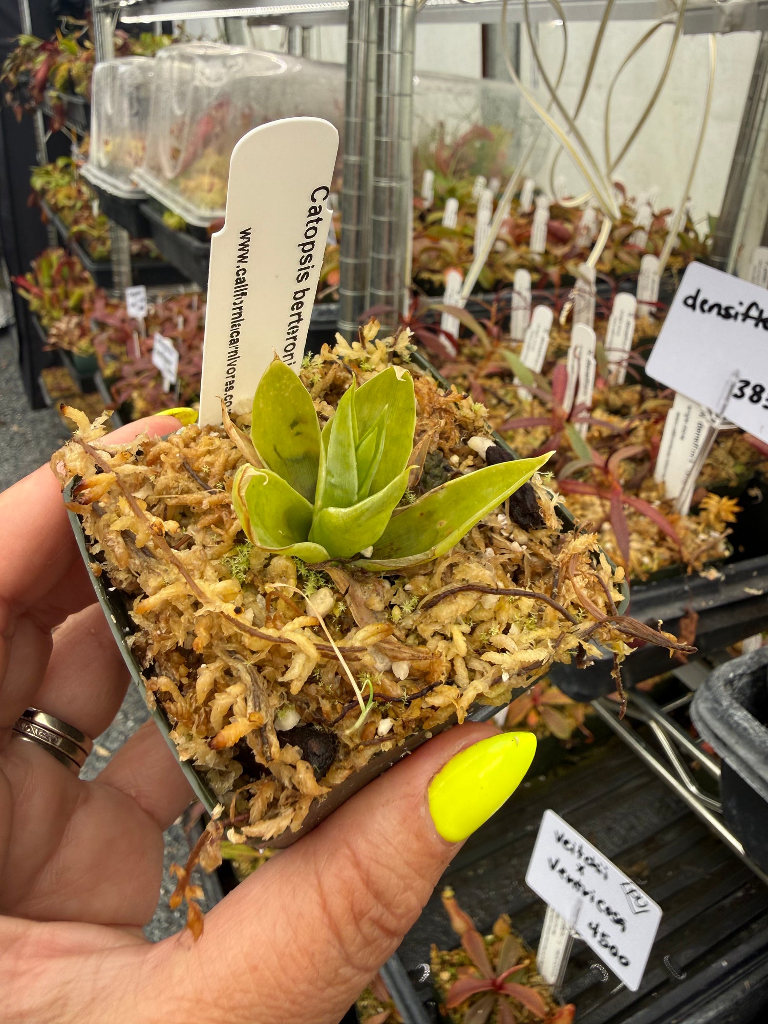 Catopsis berteroniana Potted