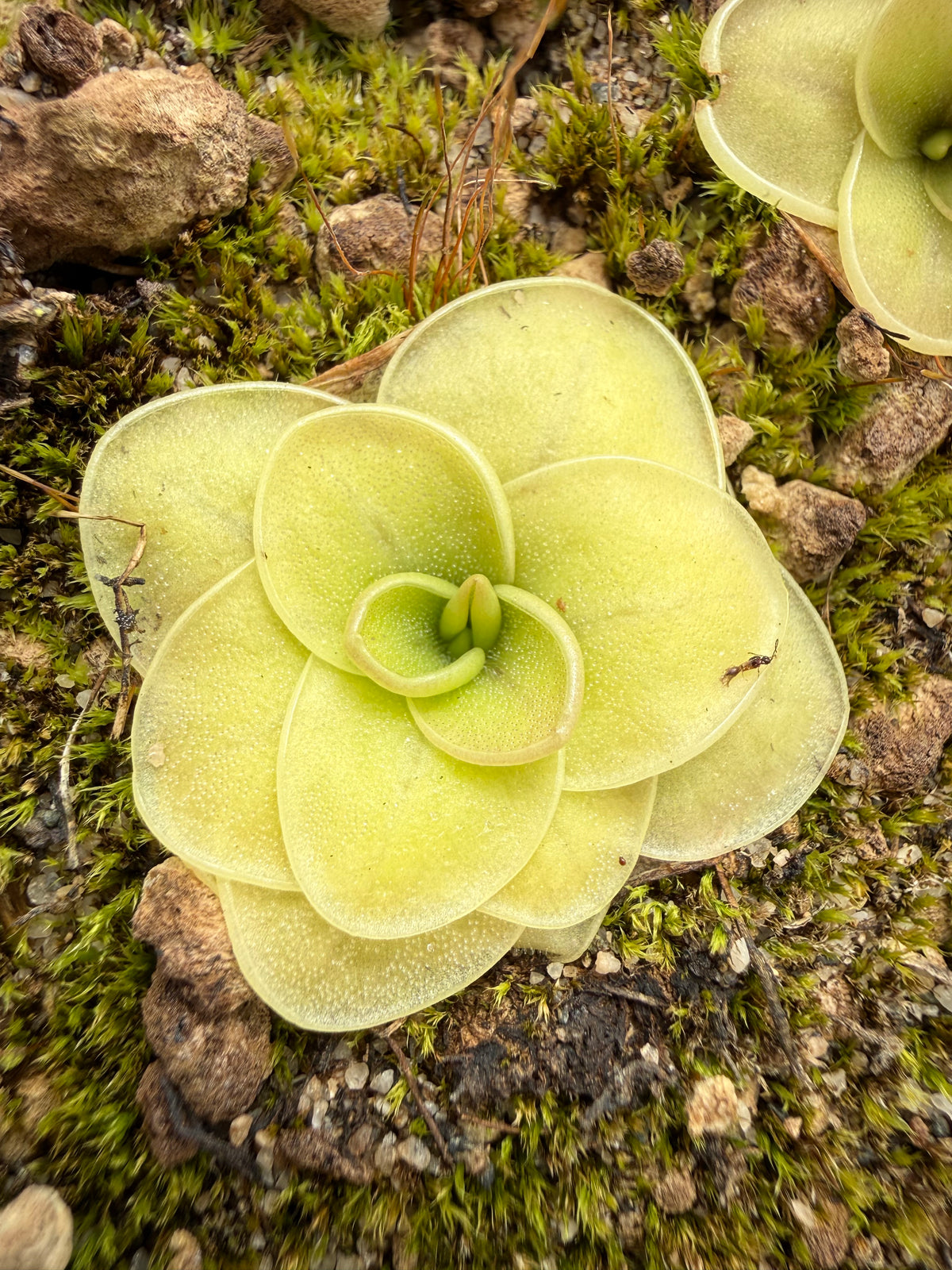 Pinguicula moranensis f. orchidioides BARE ROOT