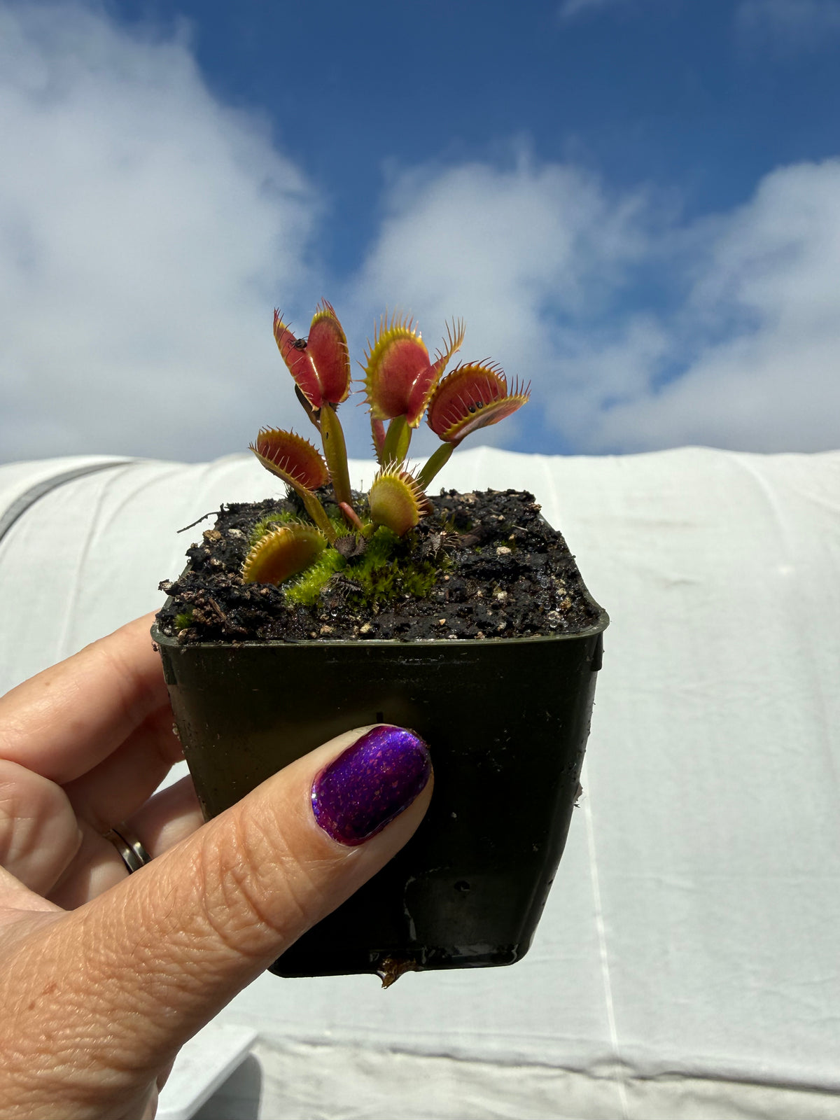 Dionaea m. “Swamp Fire” Potted