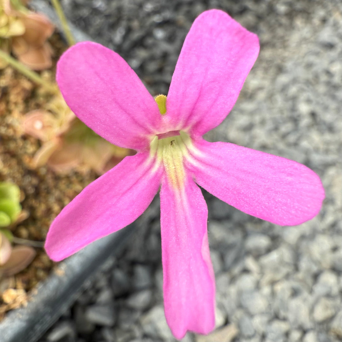 Pinguicula ehlersiae x mesophytica BARE ROOT