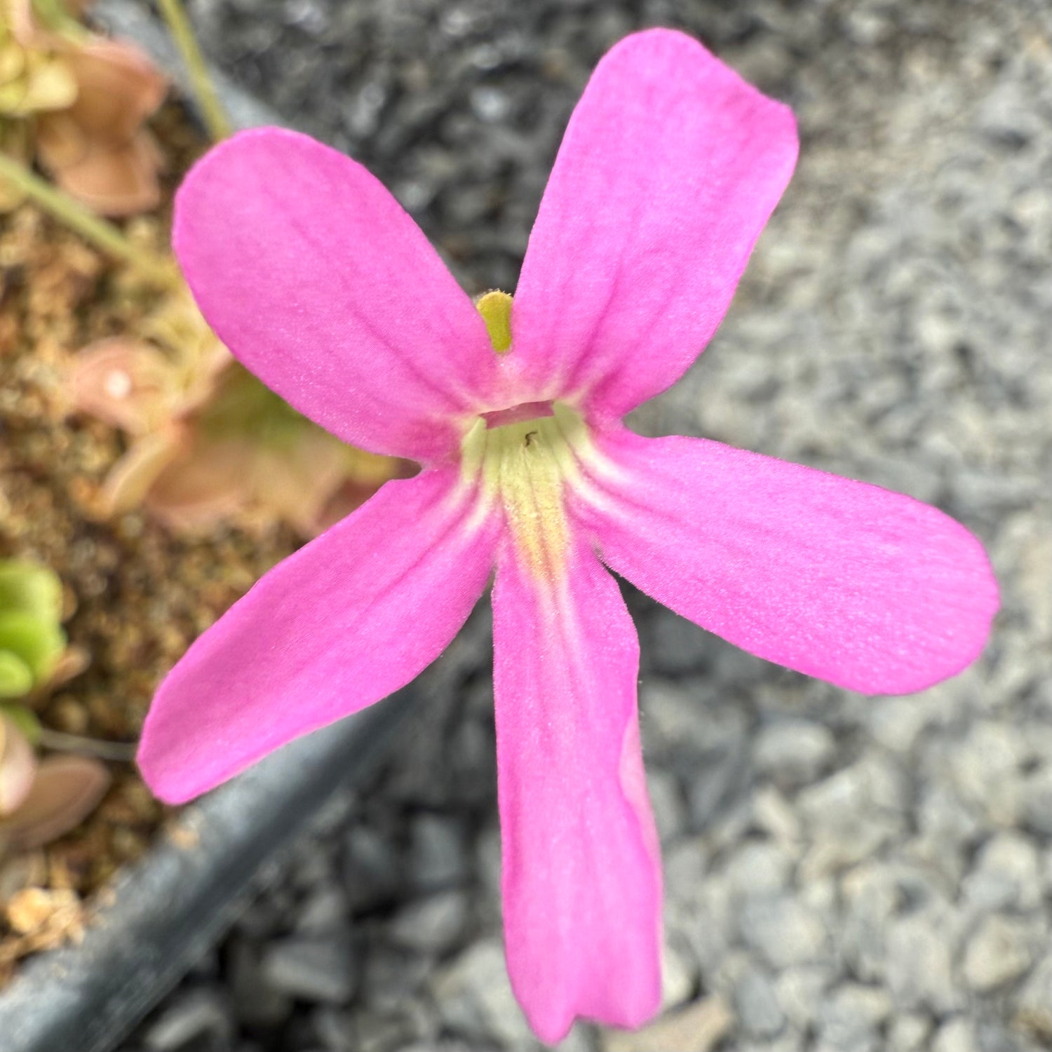 Pinguicula ehlersiae x mesophytica BARE ROOT