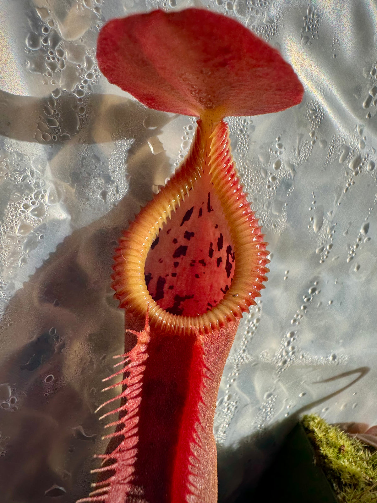 Nepenthes spathulata x edwardsiana “Giant” CalCarn Seed-Grown Potted