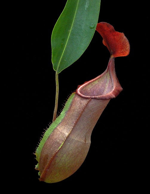 Nepenthes spathulata x tobaica Potted
