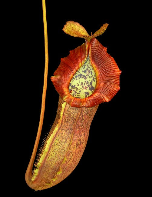 Nepenthes spathulata x ( burbidgeae x edwardsiana ) Potted