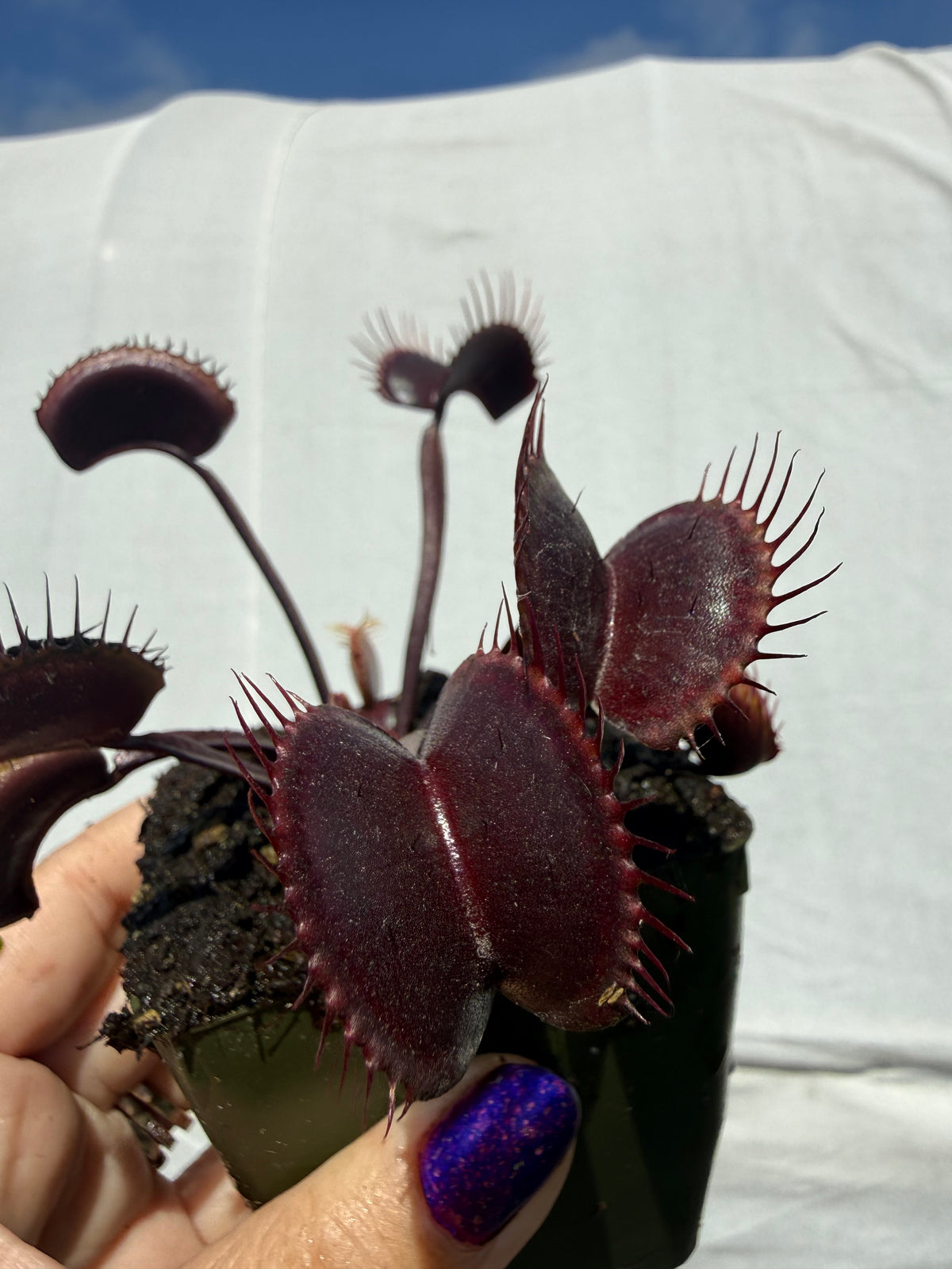 Dionaea m. “Vecna” Potted