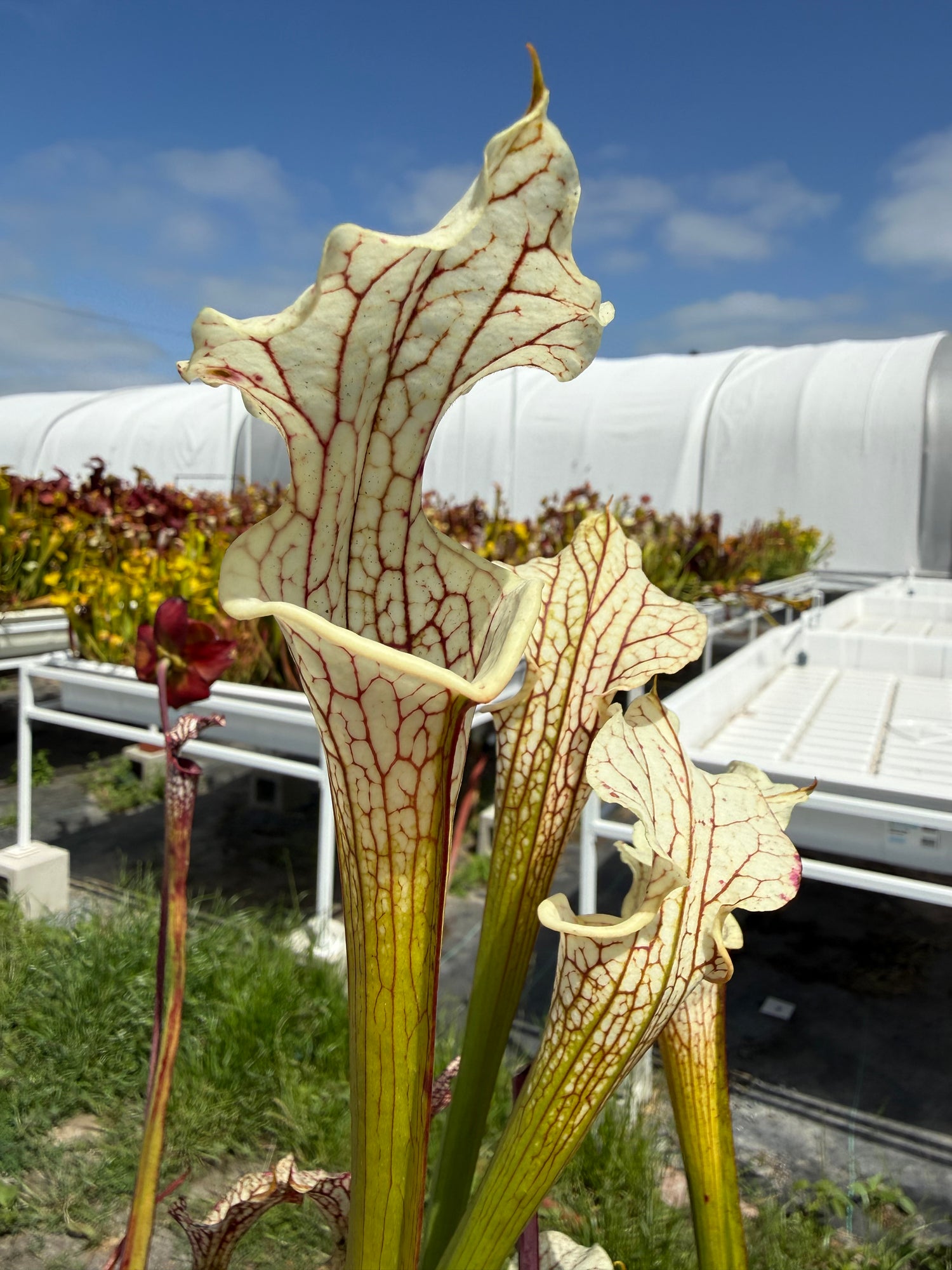 Sarracenia leucophylla ‘Schnell’s Ghost’ x ( x ‘Adrian Slack’ ) “Select DGH4” Potted