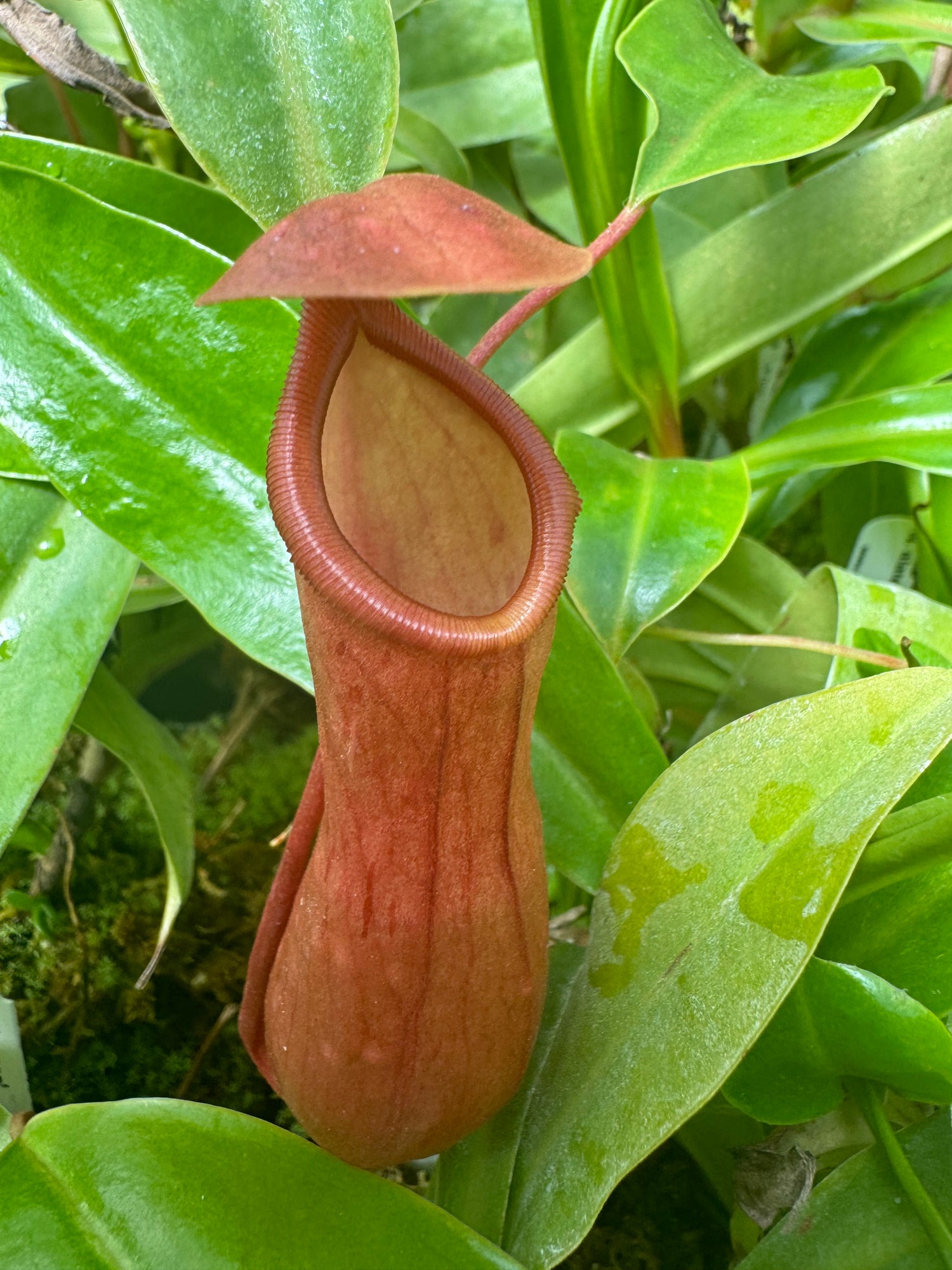 Nepenthes alata Potted