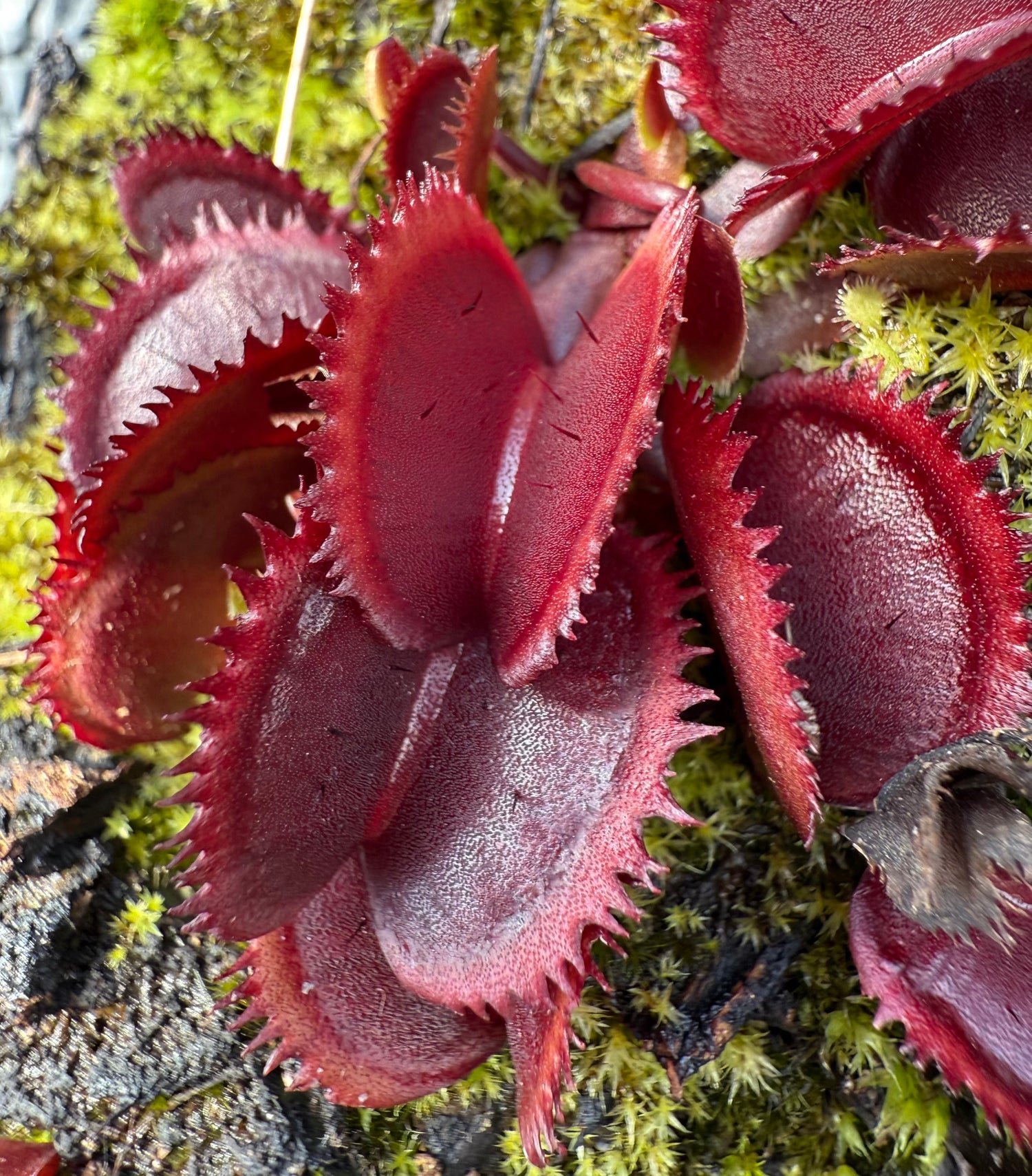 Dionaea m. ‘Pablo’s Red Dentate' Potted