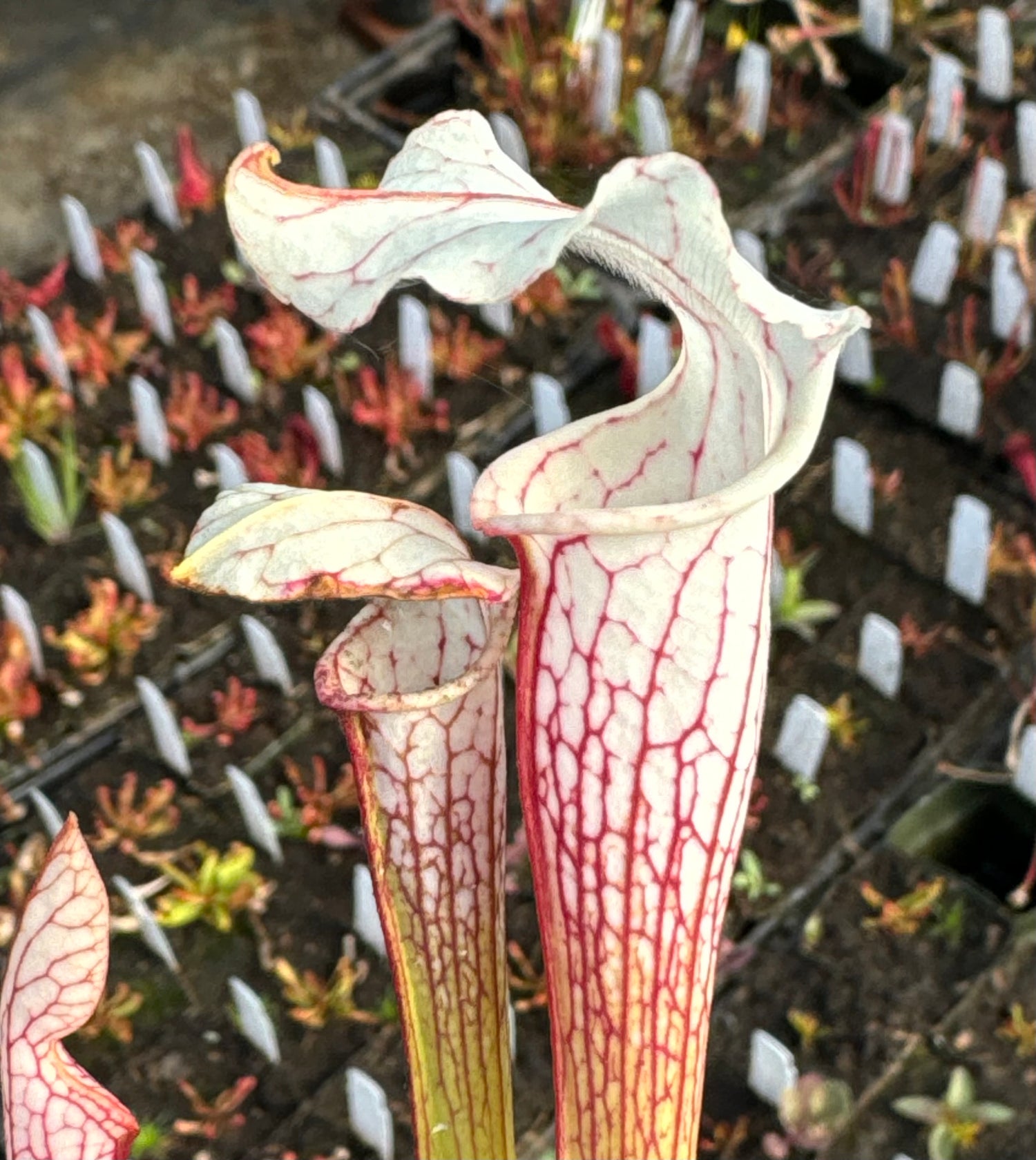 Sarracenia ( readii x leucophylla ‘Schnell’s Ghost’ ) x ( x ‘Camisole’ ) Potted