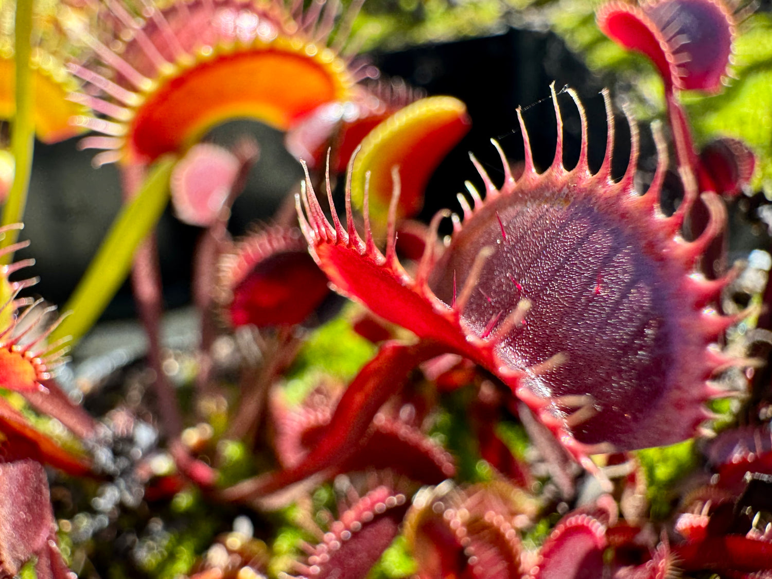 Dionaea m. “Clayton's Volcanic Red” Potted
