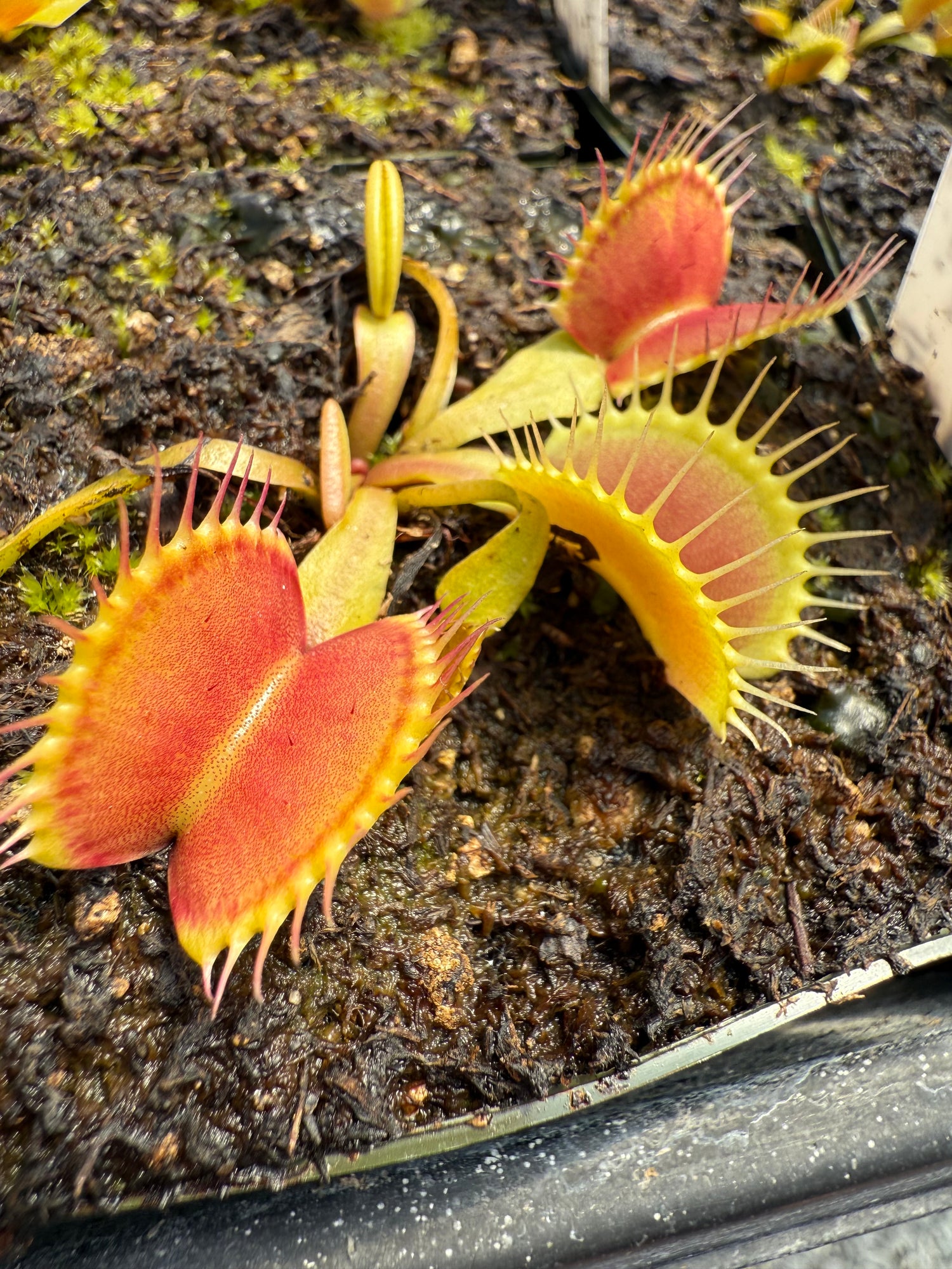 Dionaea m. 'FTS Wide Traps' JH Potted