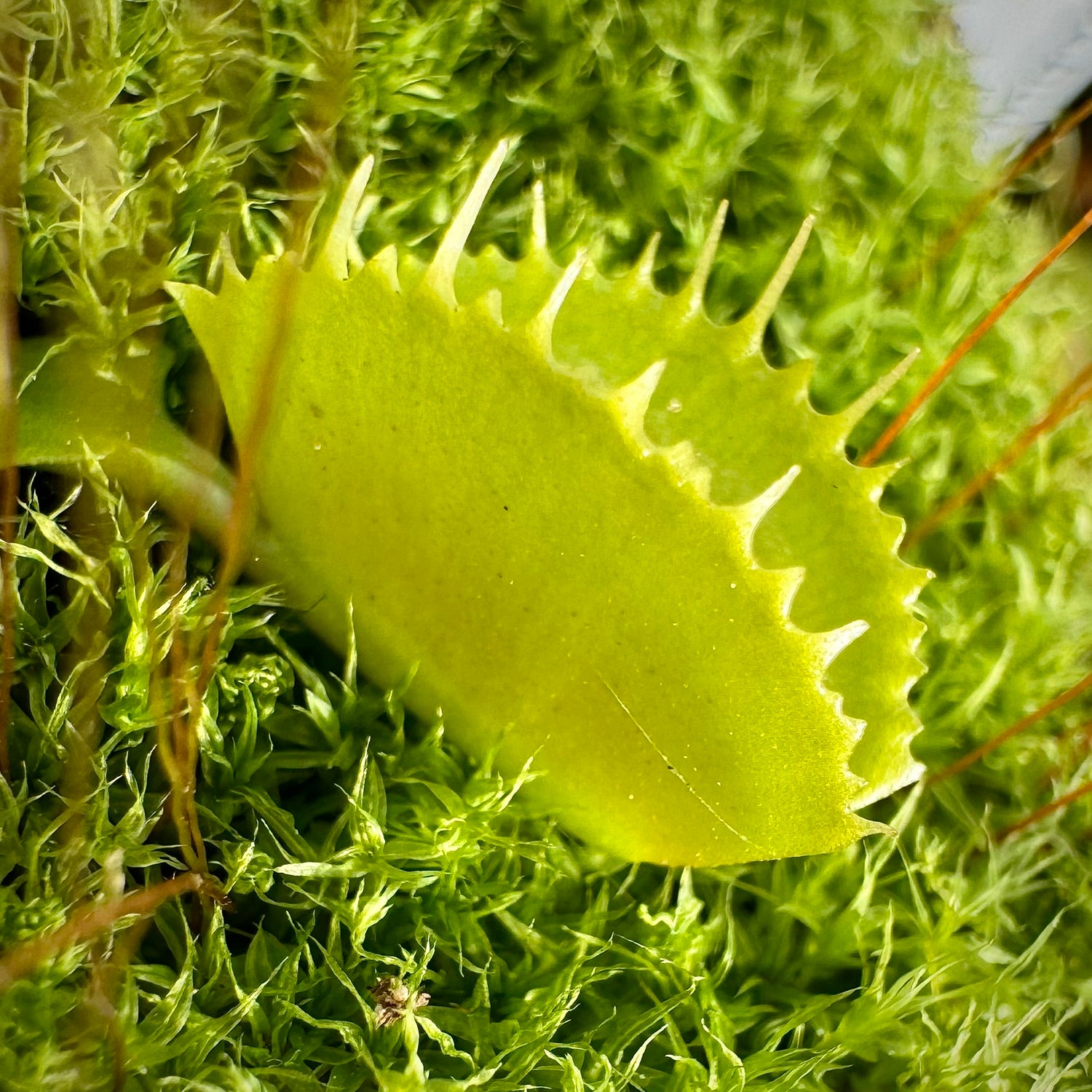 Dionaea m. ‘Belzebub’ Potted