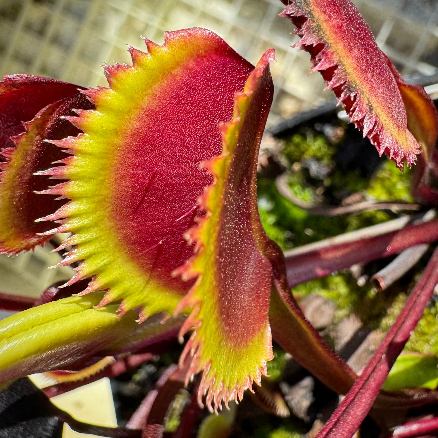 Dionaea m. 'Gold Strike' Potted