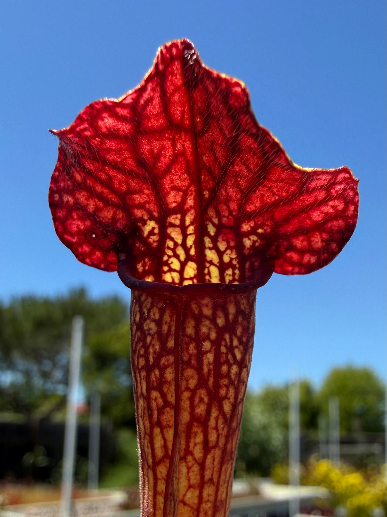 Sarracenia ( x mitchelliana “Dark Burgundy” ) x ( x ‘Simone’ ) Potted