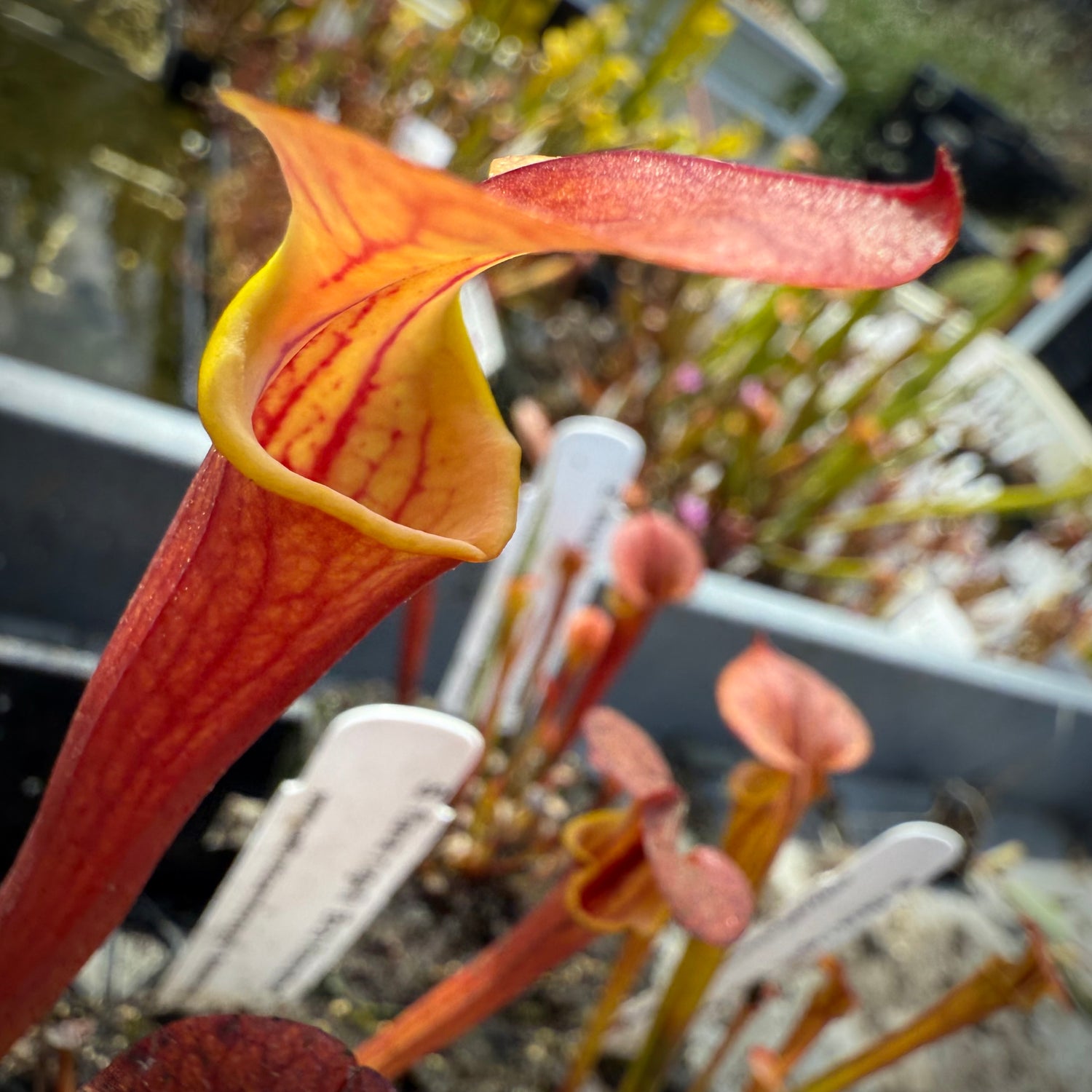 Sarracenia flava v. rugelii ‘Bob Hanrahan’ x flava v. atropurpurea Potted