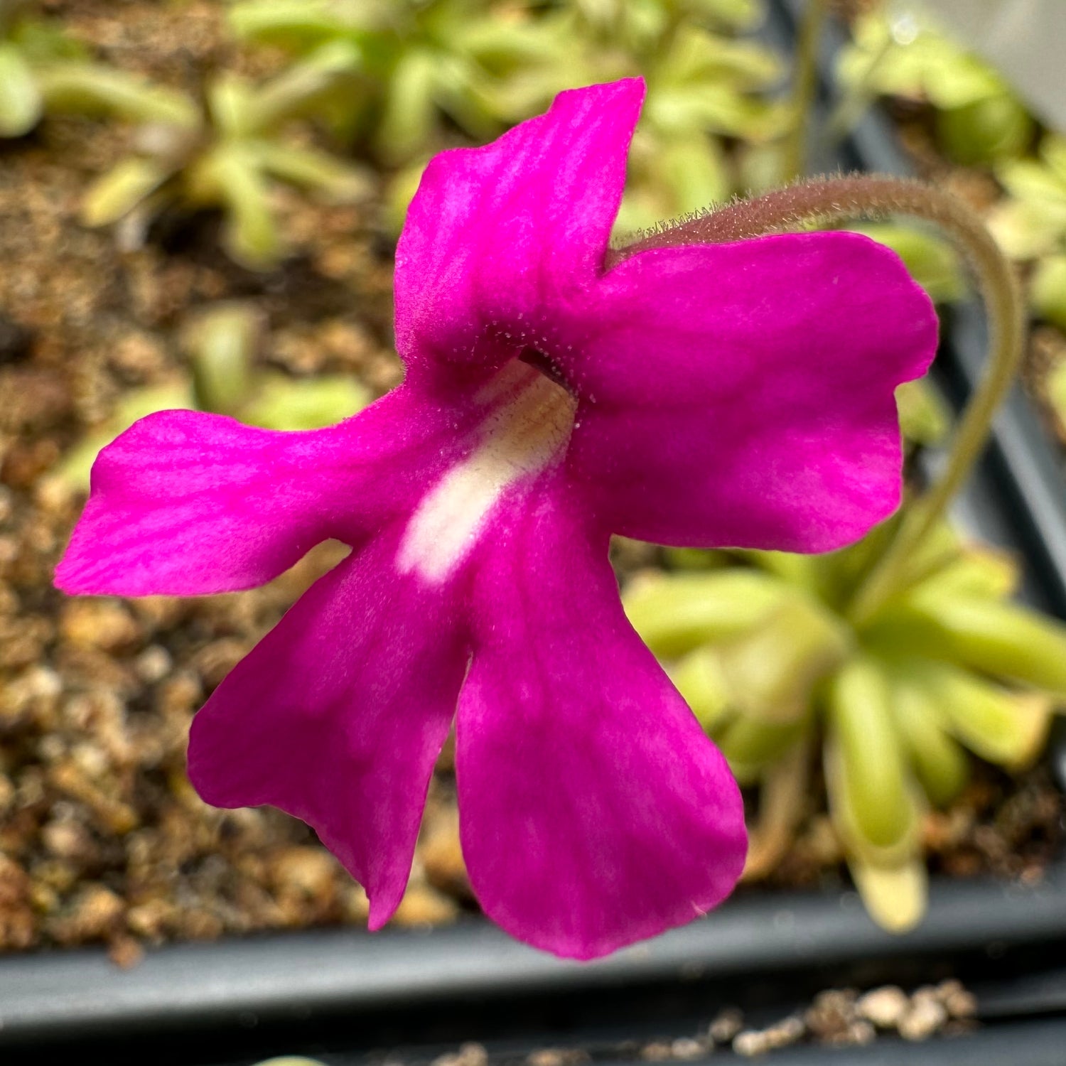Pinguicula x “Antares” BARE ROOT