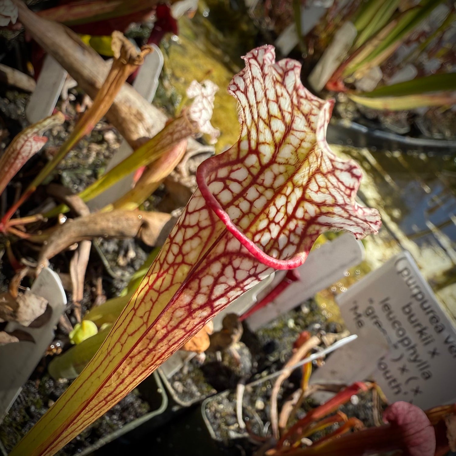 Sarracenia ( purpurea venosa burkii x leucophylla “green” ) x ( x ‘Mega Mouth’ ) Potted