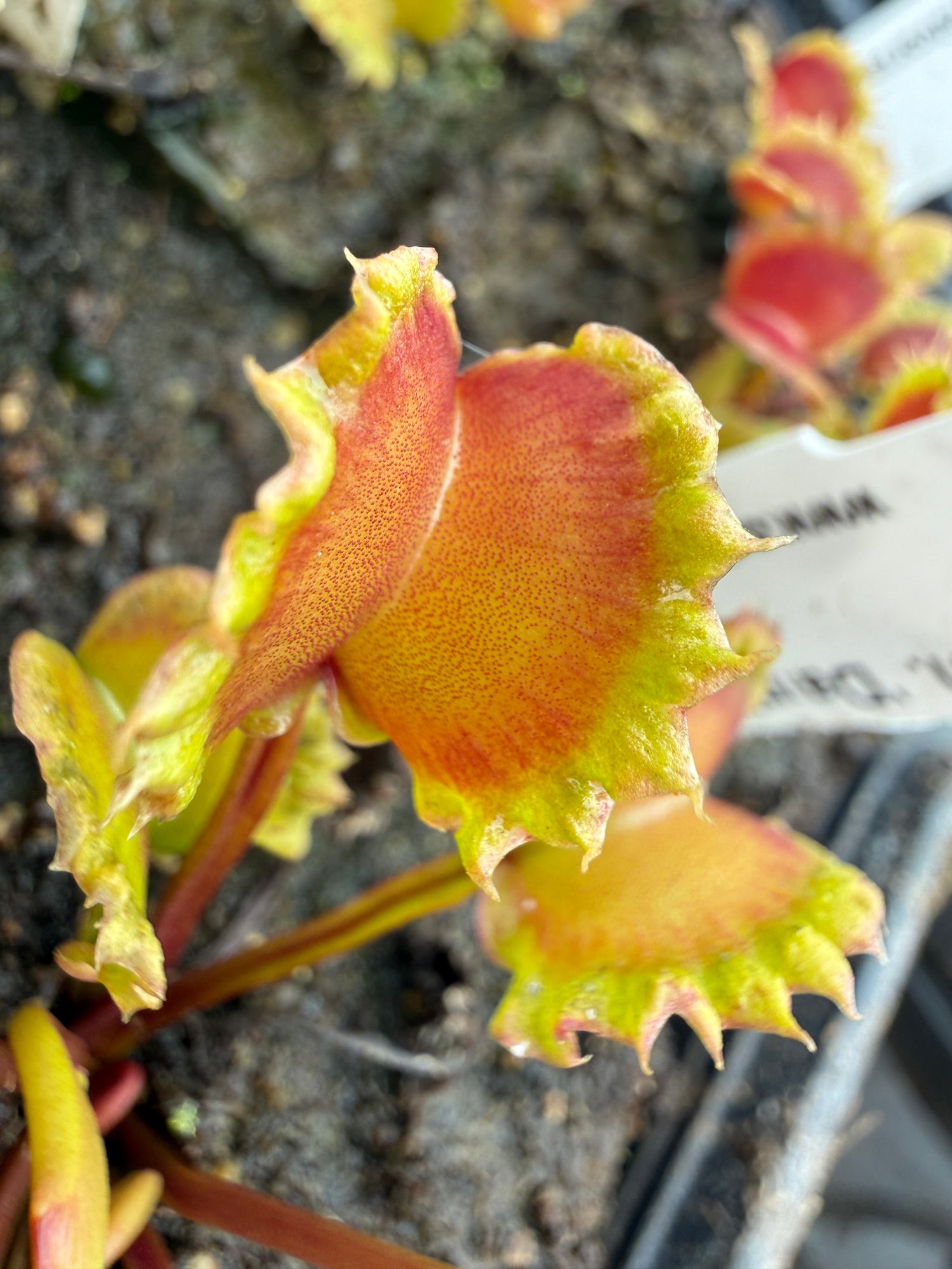 Dionaea m. “Damballa” Potted