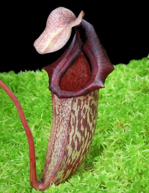 Nepenthes rajah x ( veitchii x platychila ) Potted