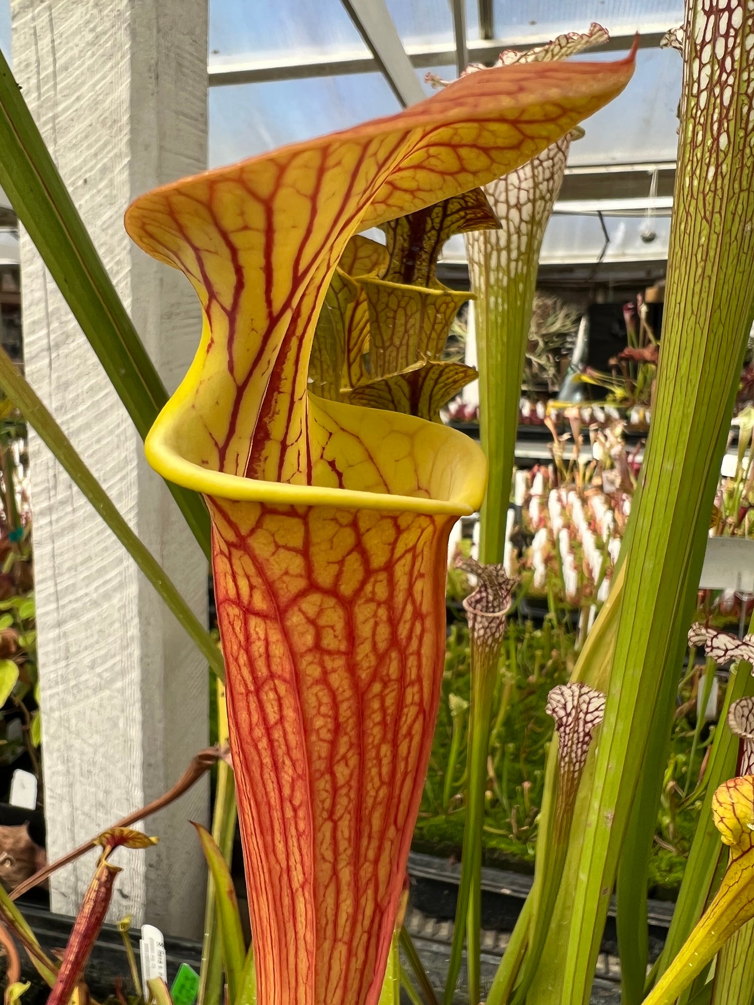 Sarracenia flava “Waccamaw Mix” Potted