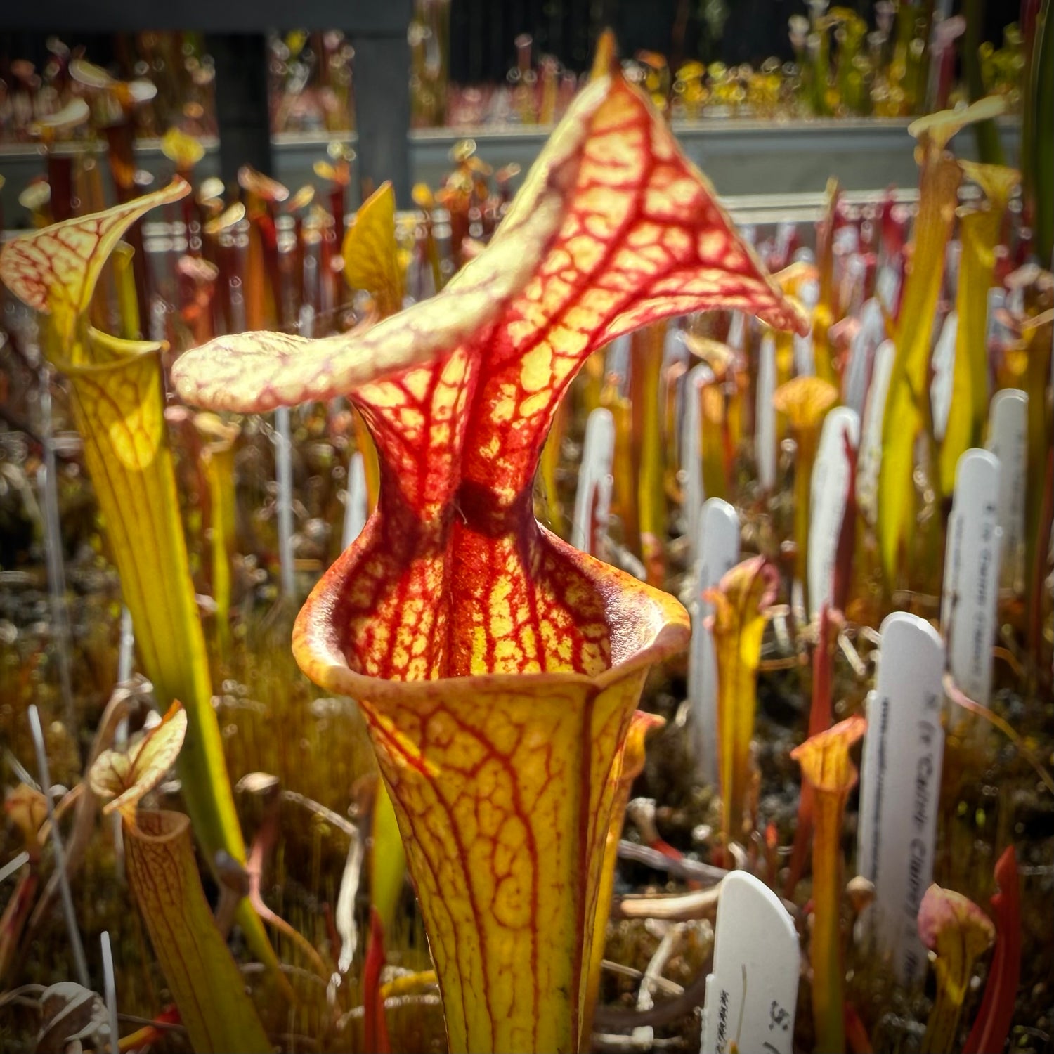 Sarracenia  ( x 'Caitrin Claire’ ) x flava rugelii 'Bud's Gargoyle’ Potted