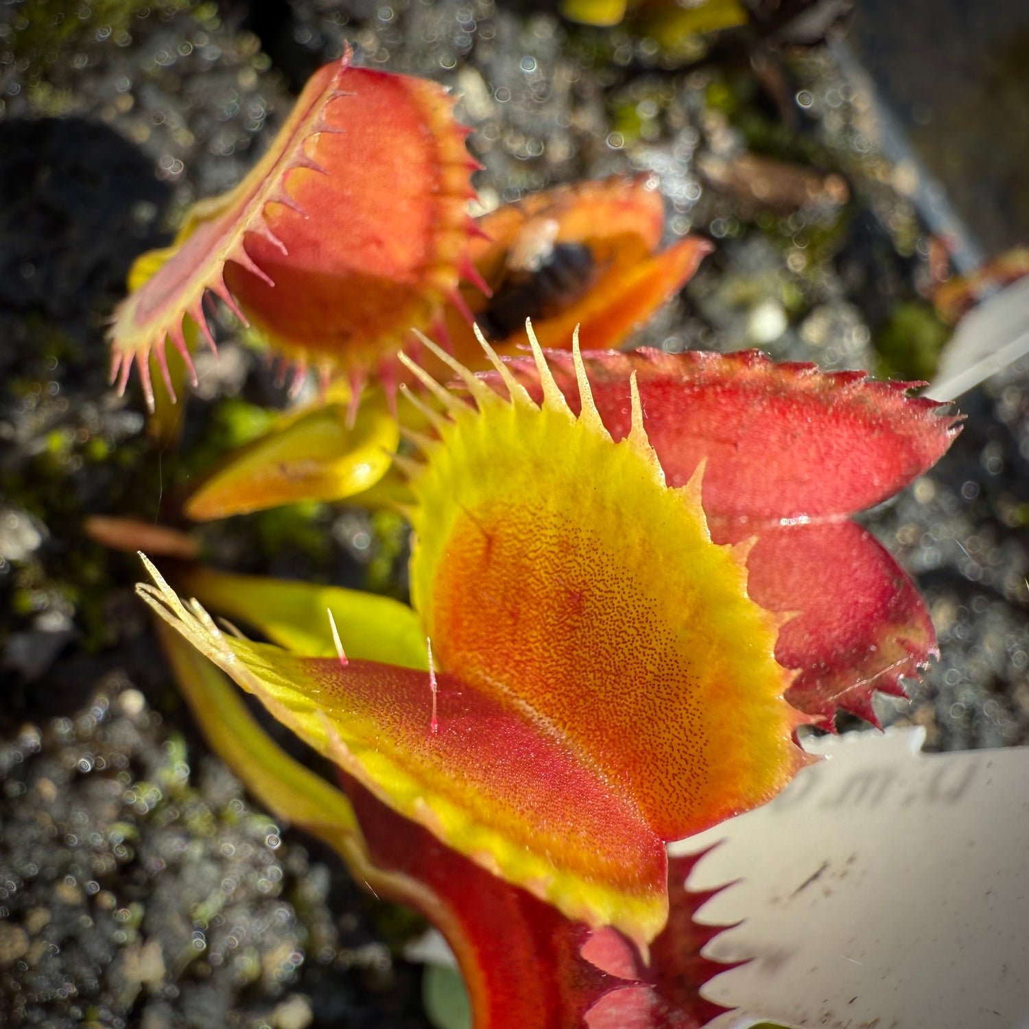 Dionaea m. "GC Jaws" Potted