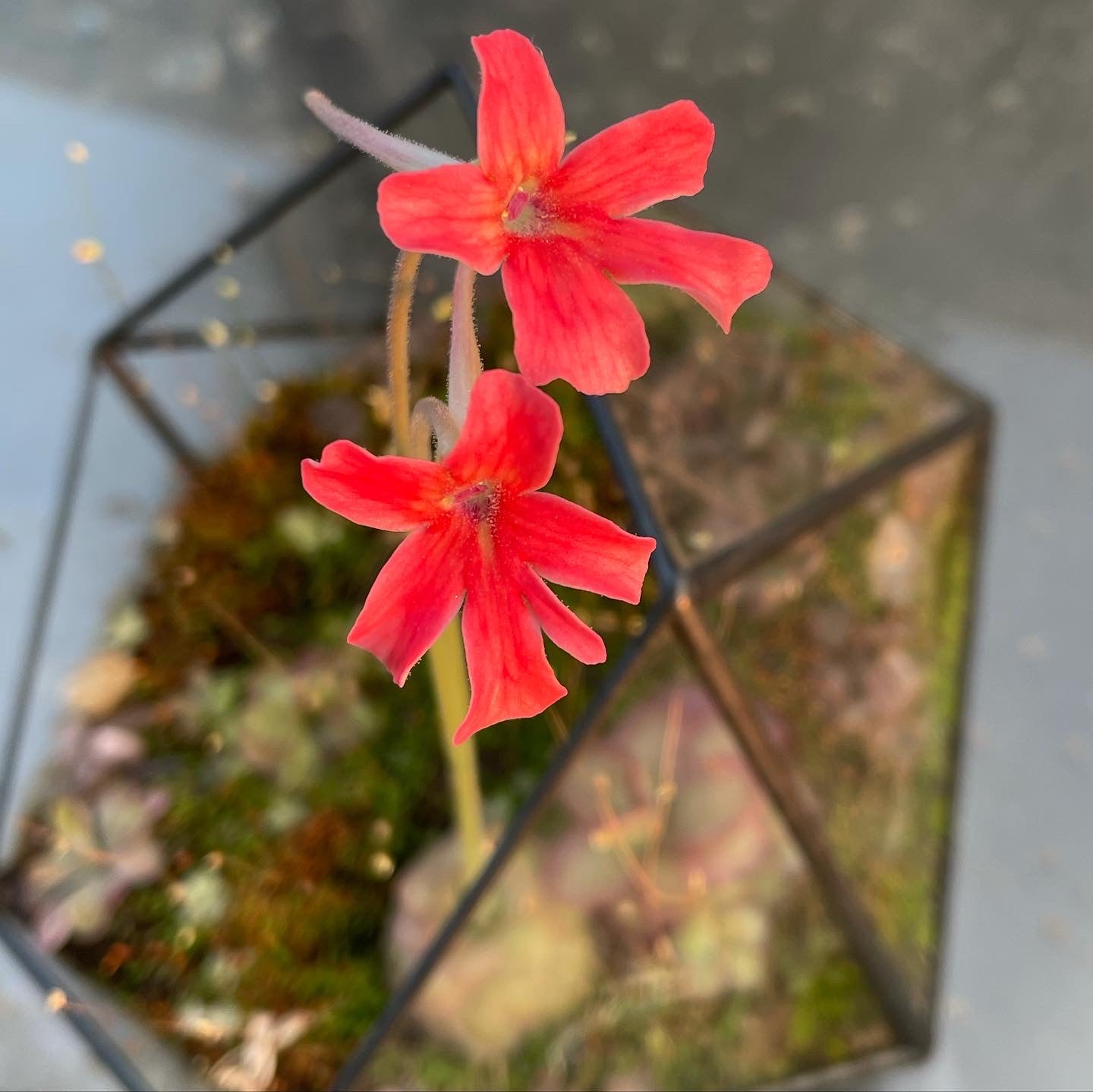 Pinguicula laueana "Tangerine" BARE ROOT