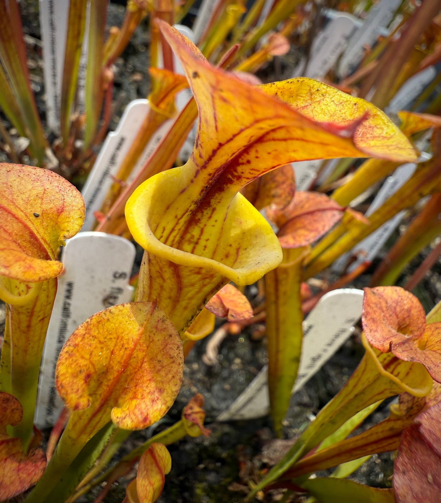 Sarracenia flava v. rugelii ‘Bob Hanrahan’ x flava v. atropurpurea Potted