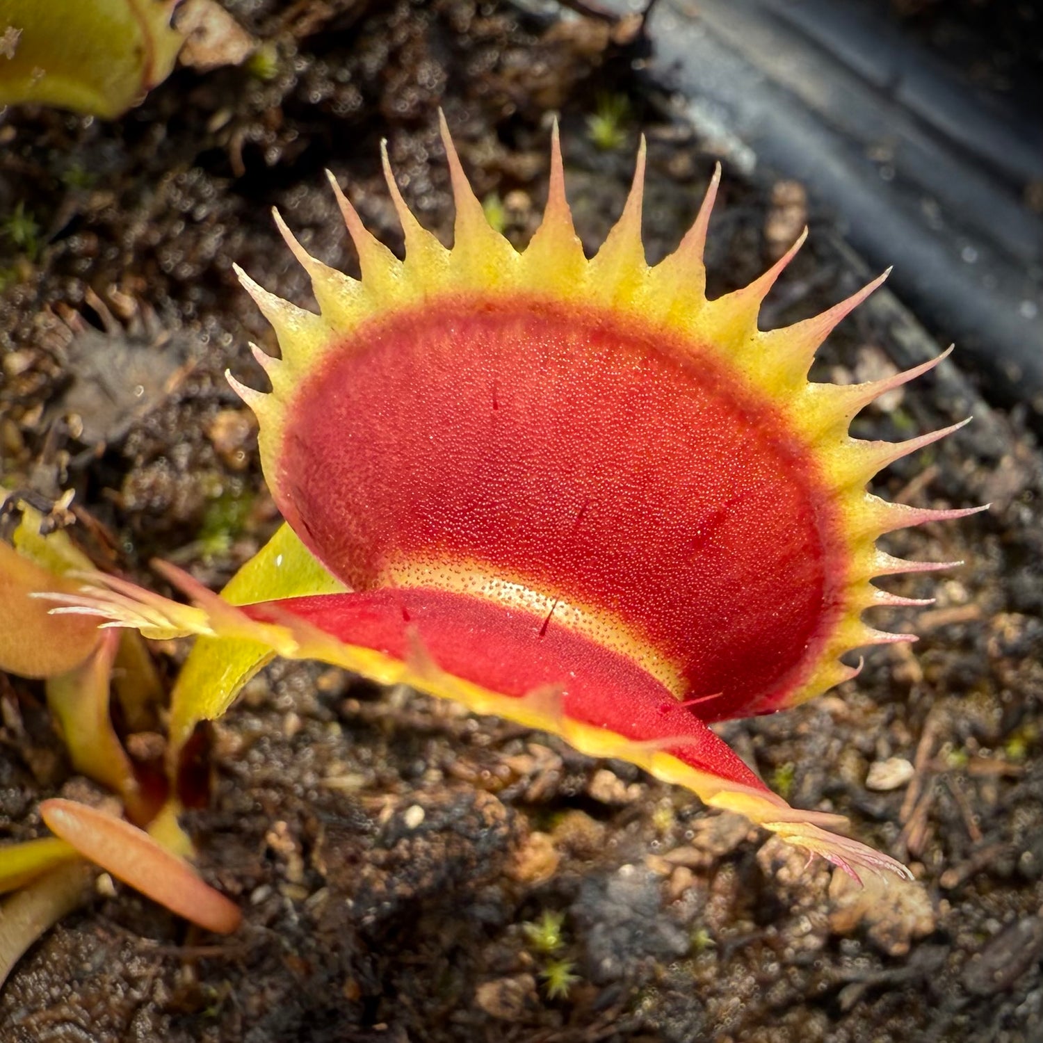 Dionaea m. ‘Tiger Fang' JH Potted